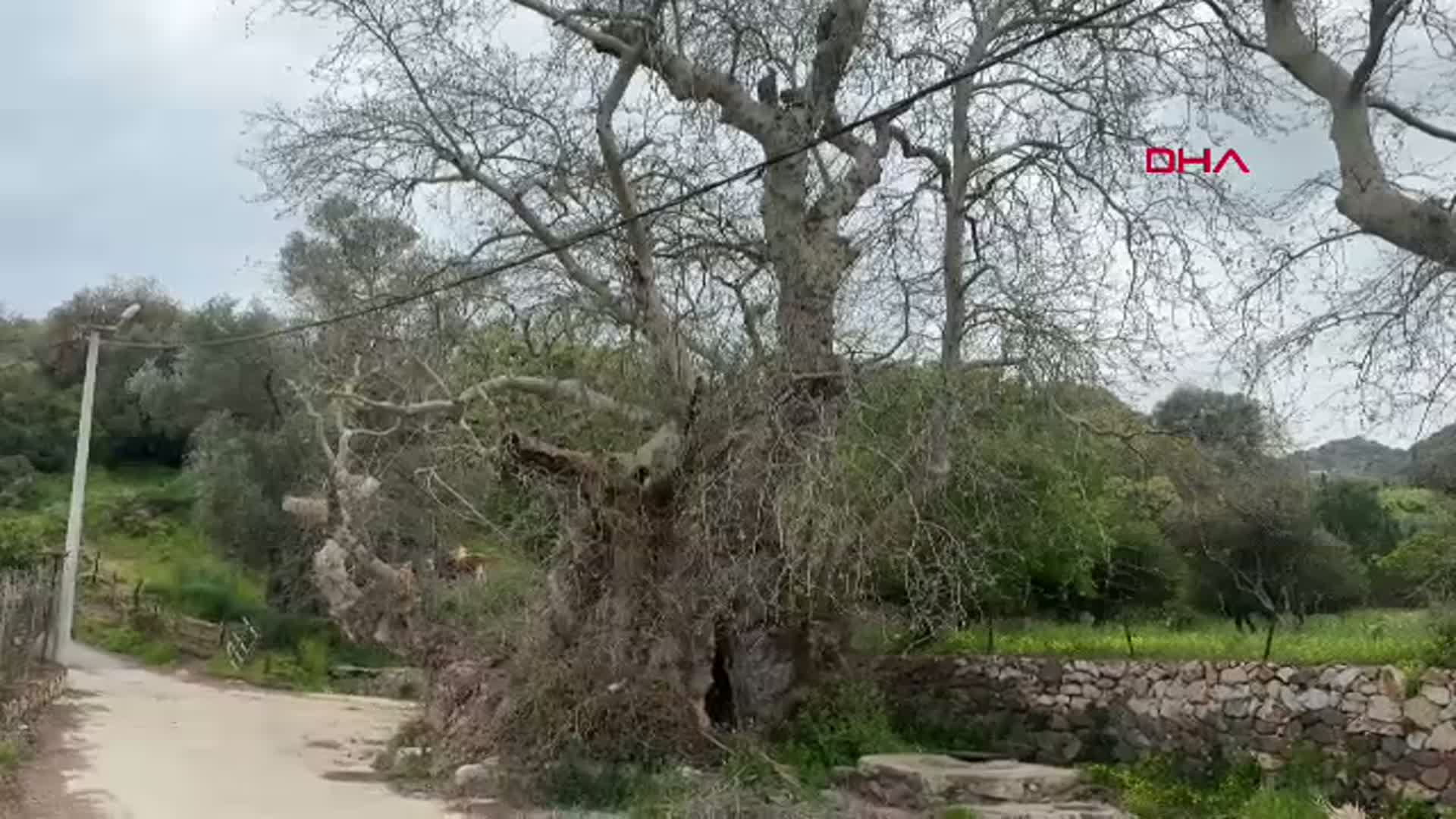 Bodrum'da 2 Bin Yıllık Çınar Ağacı Keşfedildi