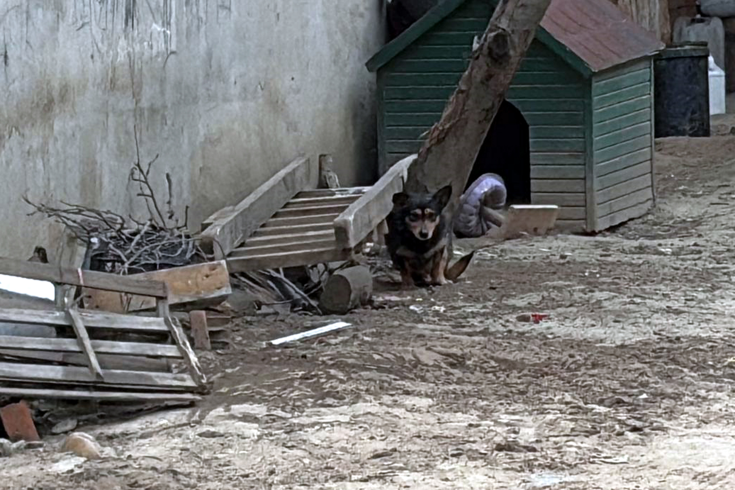 Pitbull Saldırısı: 'Reis' İsimli Köpek Ağır Yaralandı