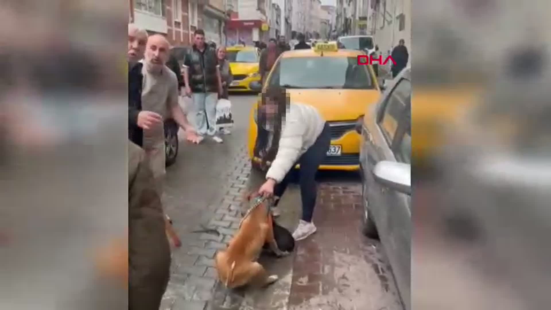 Tekirdağ'da Pitbull Saldırısı: Reis İsimli Köpek Ağır Yaralandı