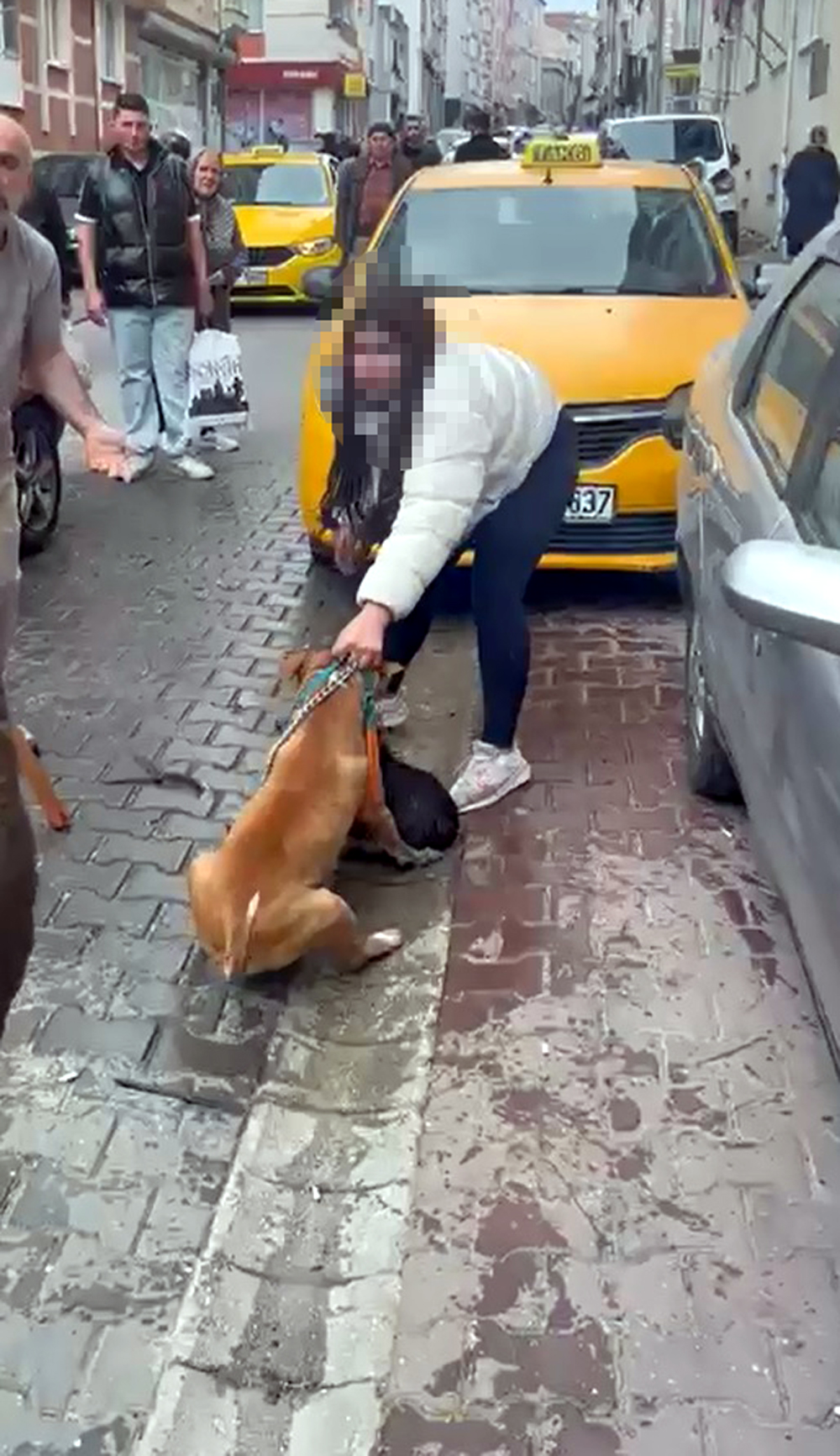 Çorlu'da Pitbull Saldırısı: Köpeğe El Konuldu, Sahibine Ağır Ceza