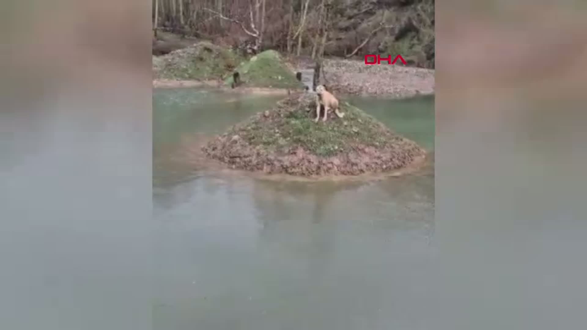 Kahramanmaraş'ta Suya Mahsur Kalan Köpek Kurtarıldı