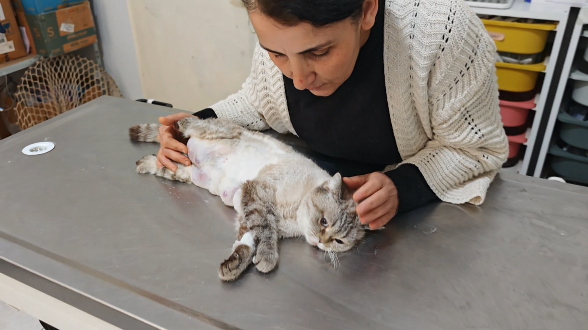 Meme Kanseriyle Savaşan Kediye Umut Işığı