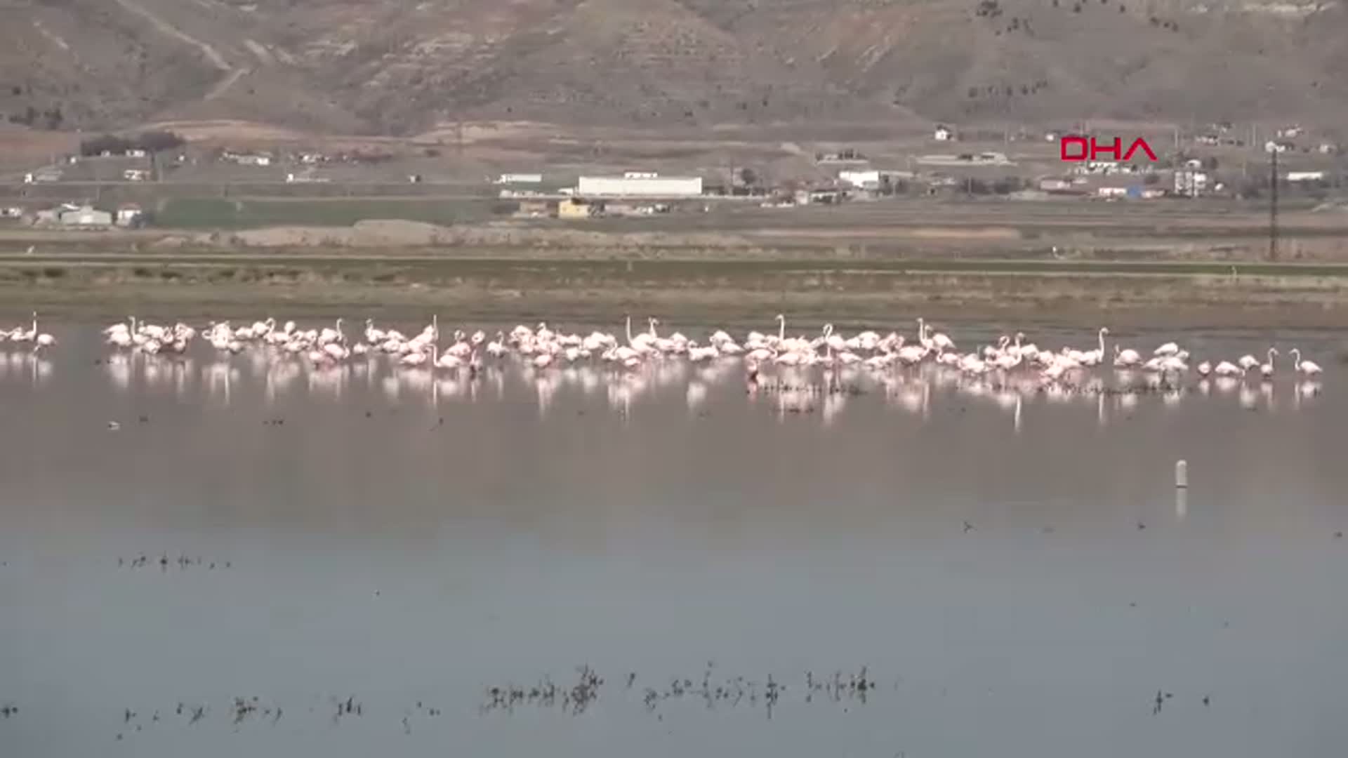 Aksaray'da Tuz Gölü'ne Flamingo Göçü Başladı