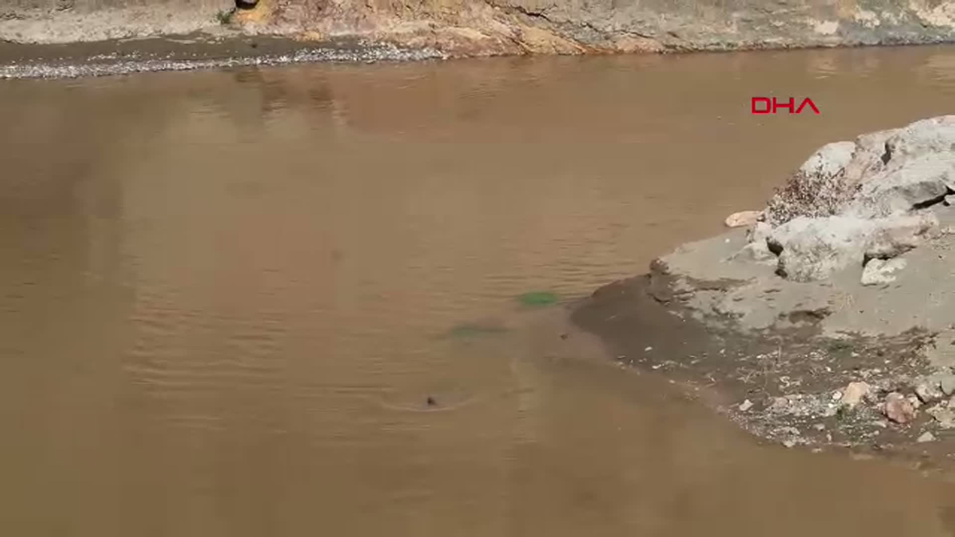 Oltu Çayı'nda Su Samuru Görüntülendi: Doğanın Büyüleyici Anları