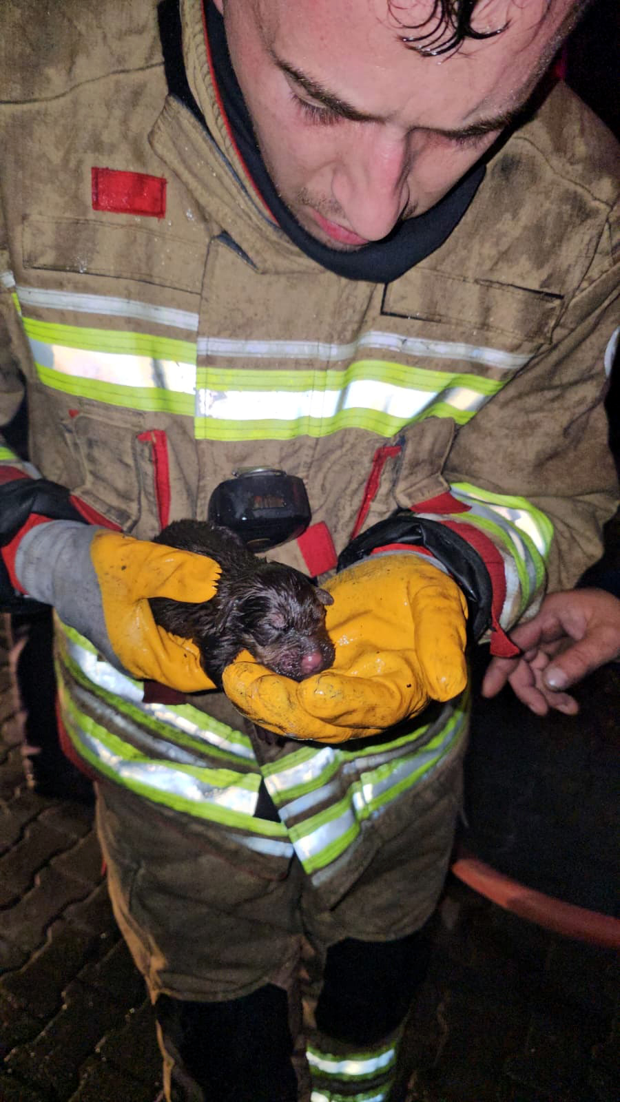 Edirne'de Yangın Faciası: İtfaiye Yavru Köpekleri Kurtarmak İçin Seferber Oldu