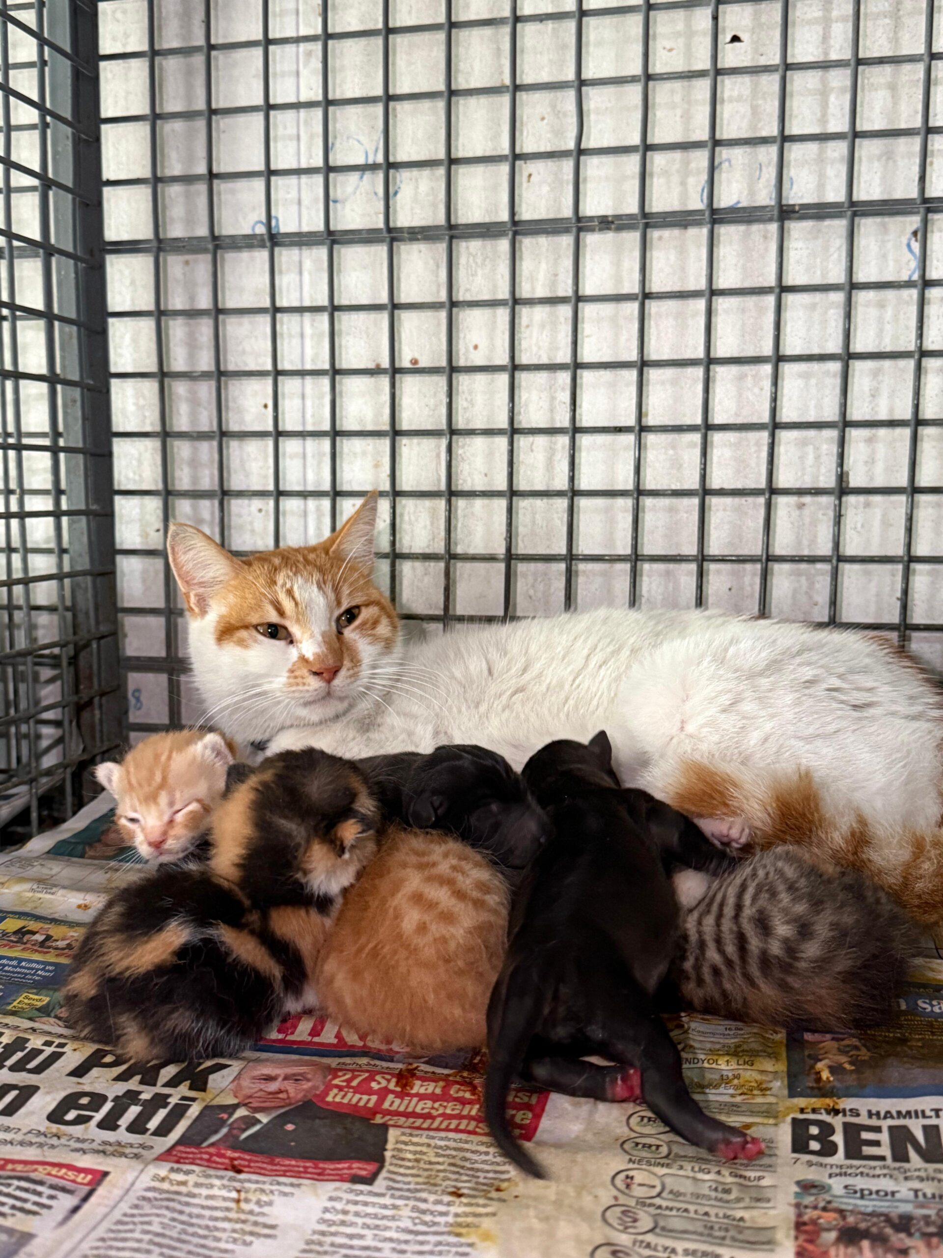 Gebe Köpek Hayatını Kaybetti, Yavru Köpeklere Anne Kedi Sahip Çıktı
