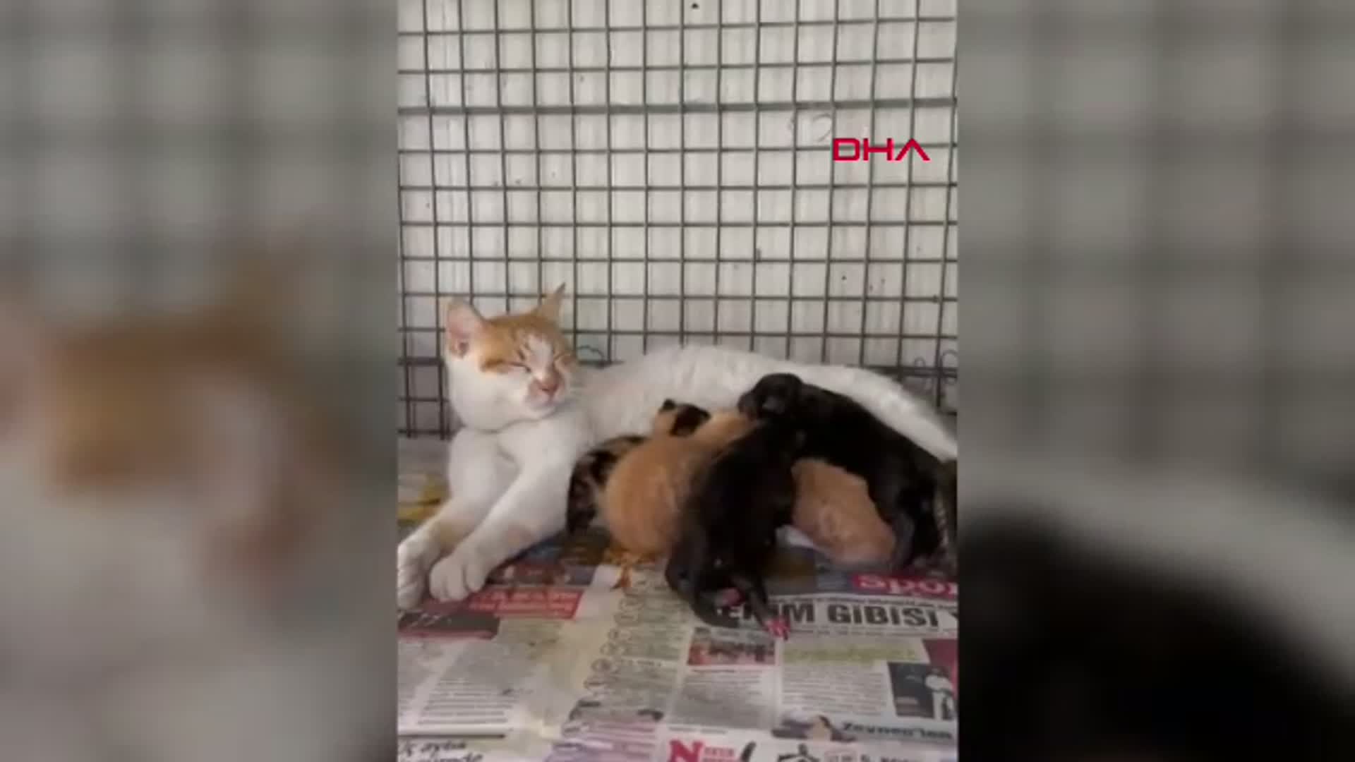 Antalya'da Anne Köpek Kaybedildi, Yavru Köpeklere Kedi Sahip Çıktı