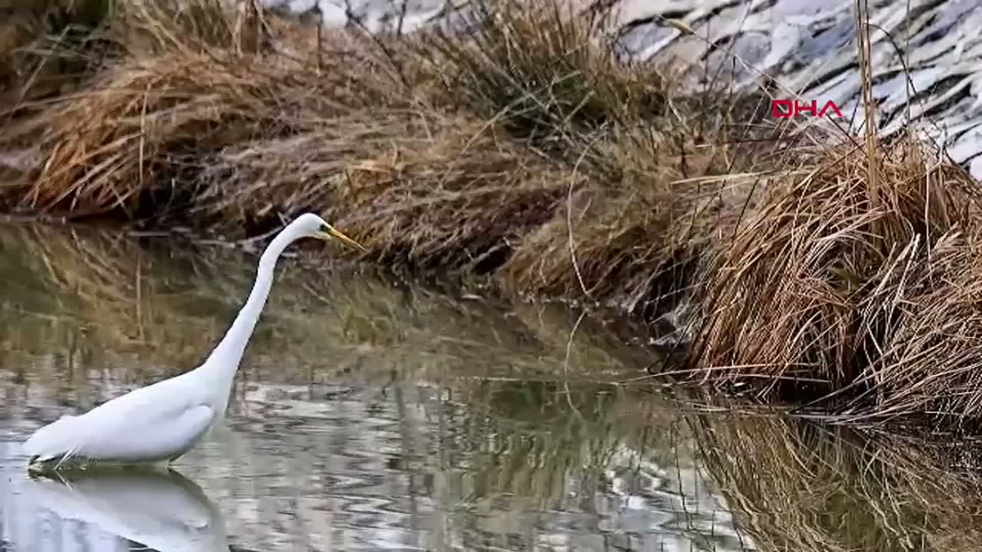 Erzincan’da Büyük Ak Balıkçıl Görüntülendi