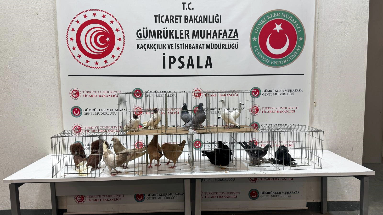 İpsala Sınır Kapısı'nda Kaçak Hayvan Operasyonu