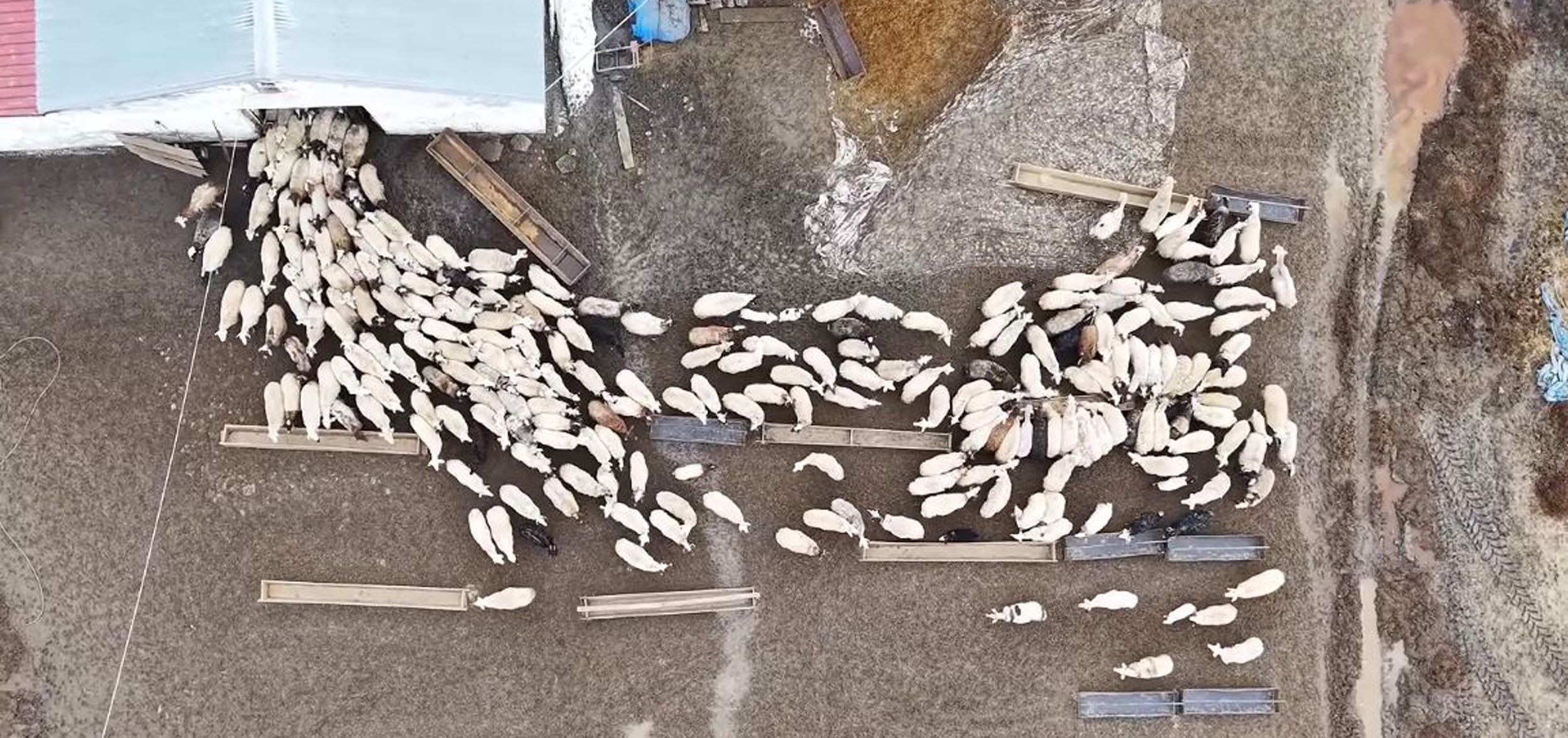 Kuzular Anneleriyle Buluştu: Dronla Görüntülenen Anlar