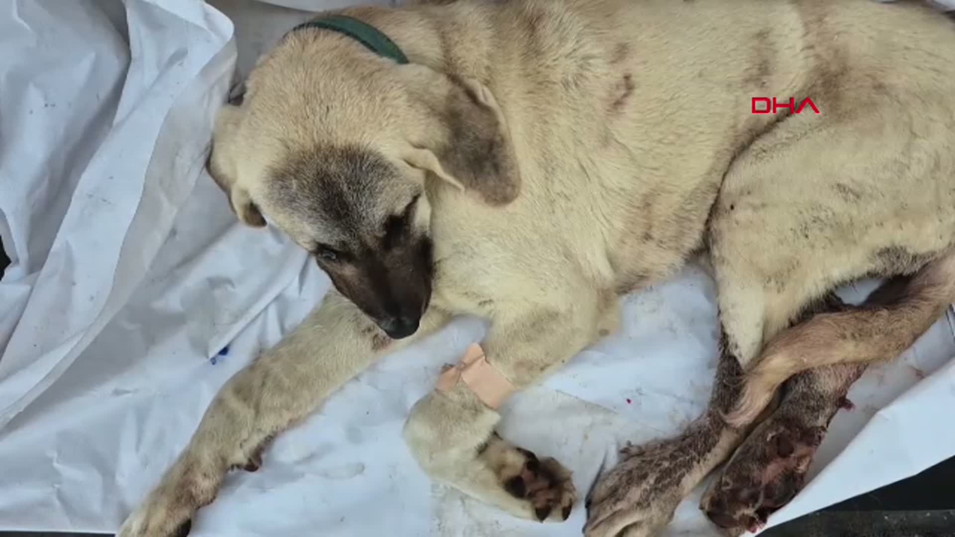Zonguldak'ta Vahşet: Vurulmuş Kayıp Köpek Bulundu, Şüpheli Tutuklandı