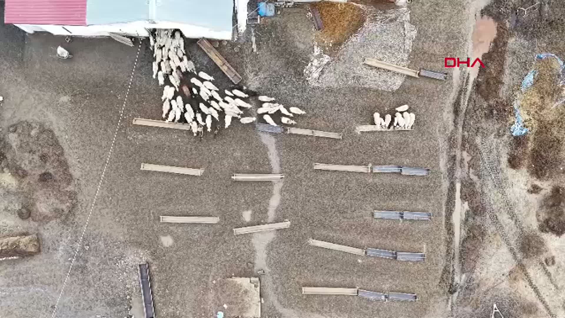 Kars'ta Kuzular Anneleriyle İlk Kez Buluştu