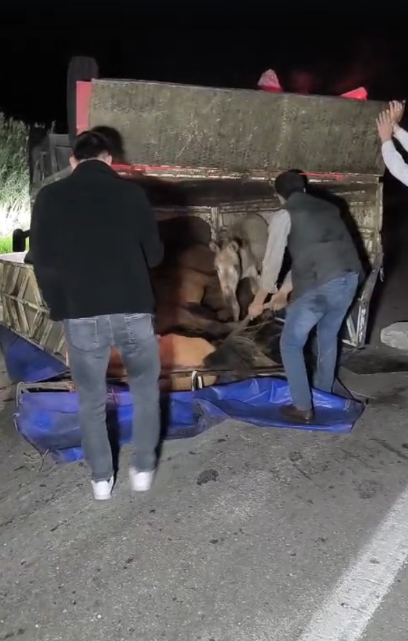 Adana'da Devrilen Kamyonetteki Eşekler Yaralandı