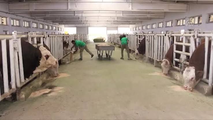 Malatya'da Şap Hastalığı Uyarısı: TİGEM Karantinaya Alındı