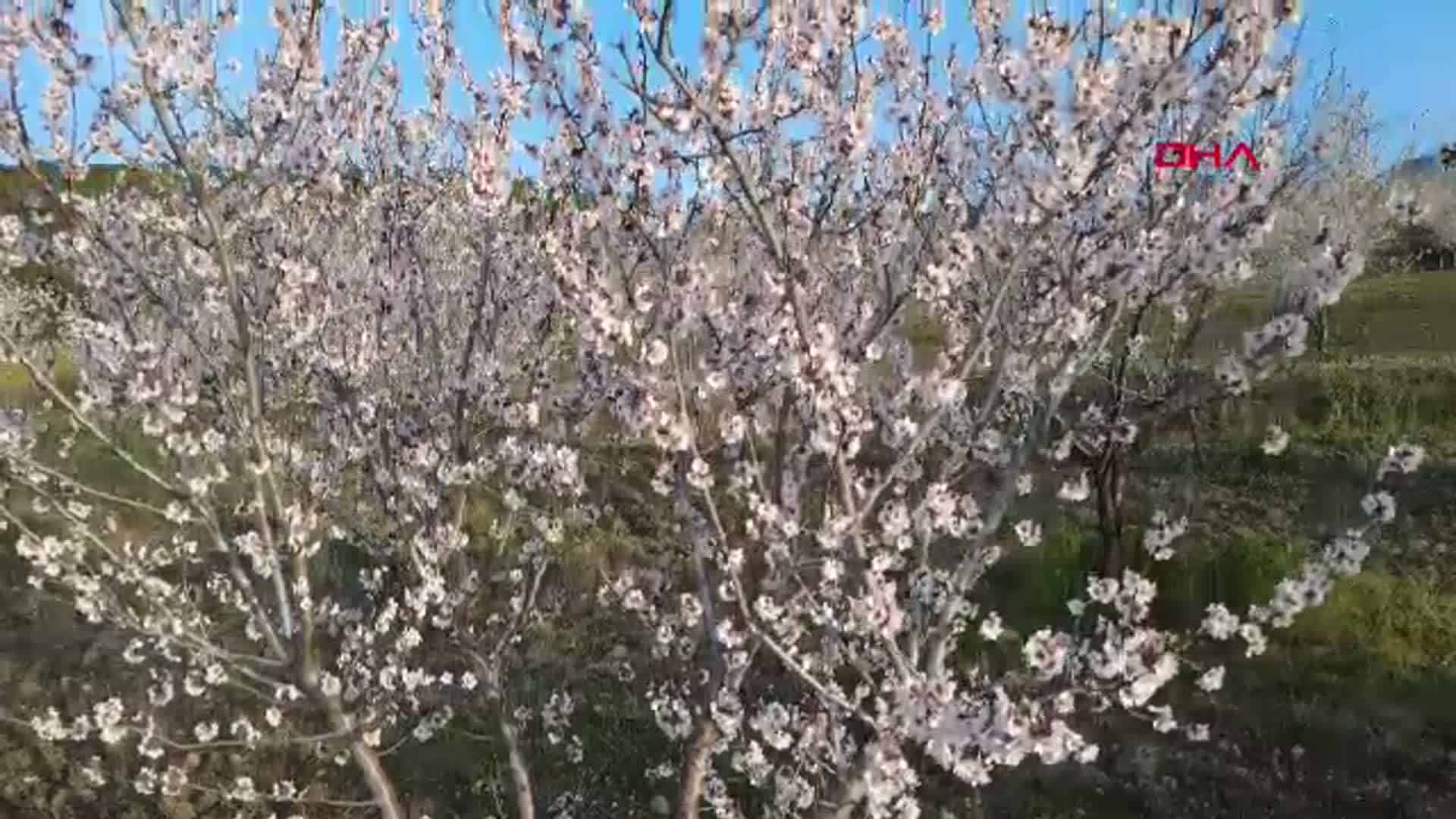 Manisa'da Badem Ağaçları Çiçek Açtı: Göz Alıcı Görsel Şölen