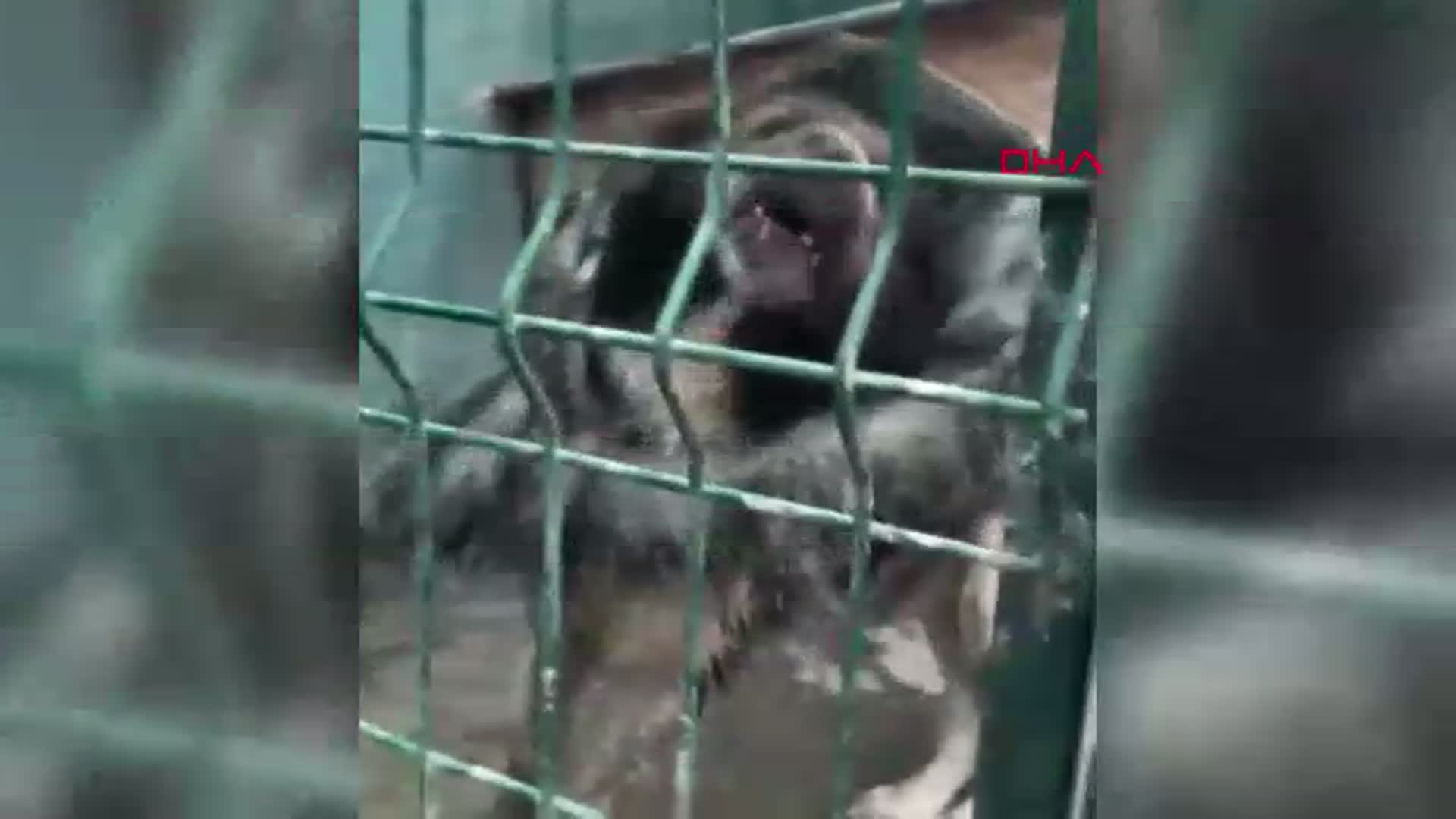 Ankara'da 102 Hayvana El Konuldu: Şok Edici Koşullar Ortaya Çıktı