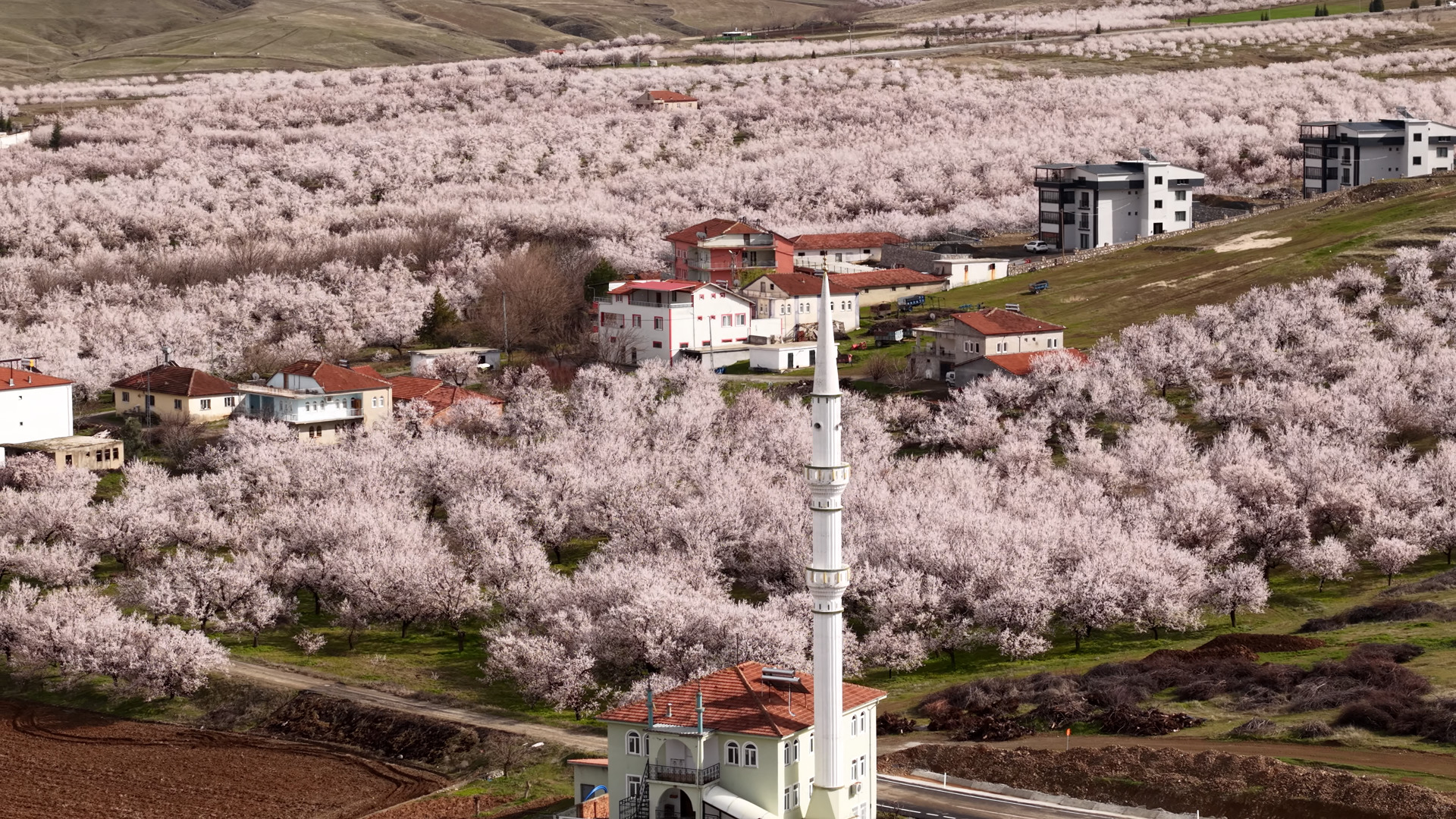 Malatya'daki Kayısı Ağaçları Çiçek Açtı: Geçen Yılki Dondan Sonra Umut Veriyor