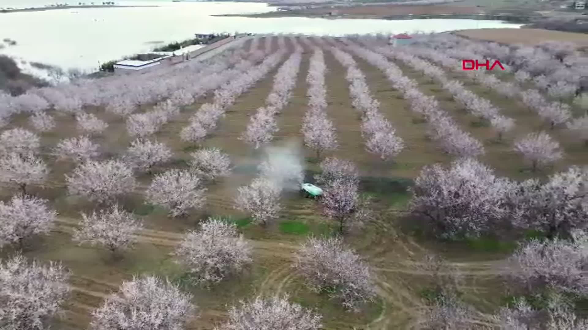 Malatya'da Kayısı Ağaçları Çiçek Açtı