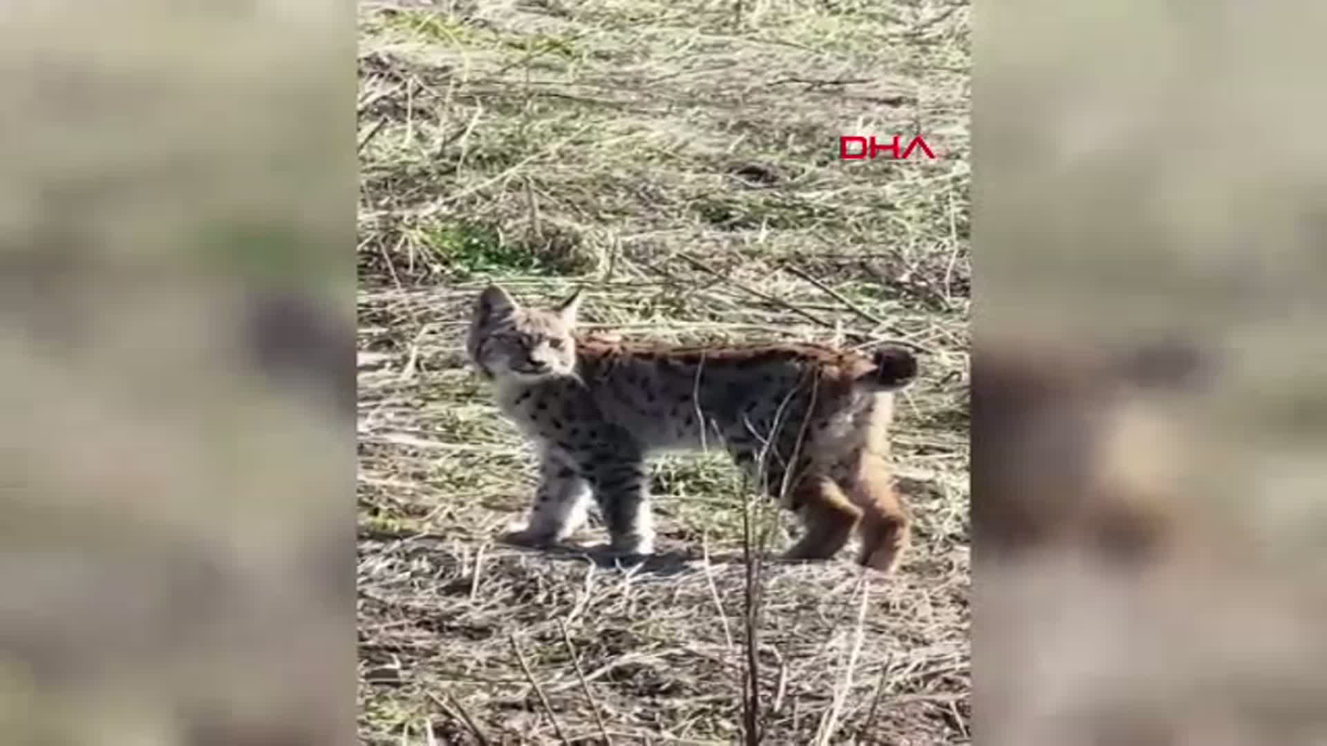 Sivas'ta Vaşağın Çığlığı Kameralara Yansıdı