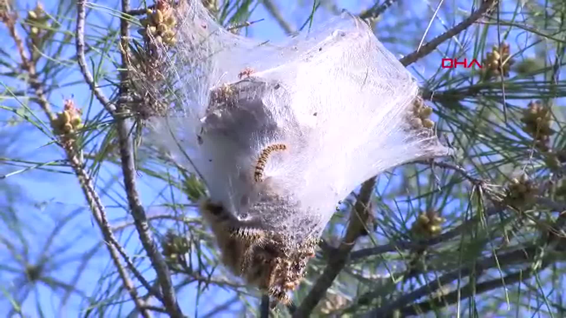 Antalya'da Çam Kese Tırtılı Tehdidi: Dikkatli Olun!
