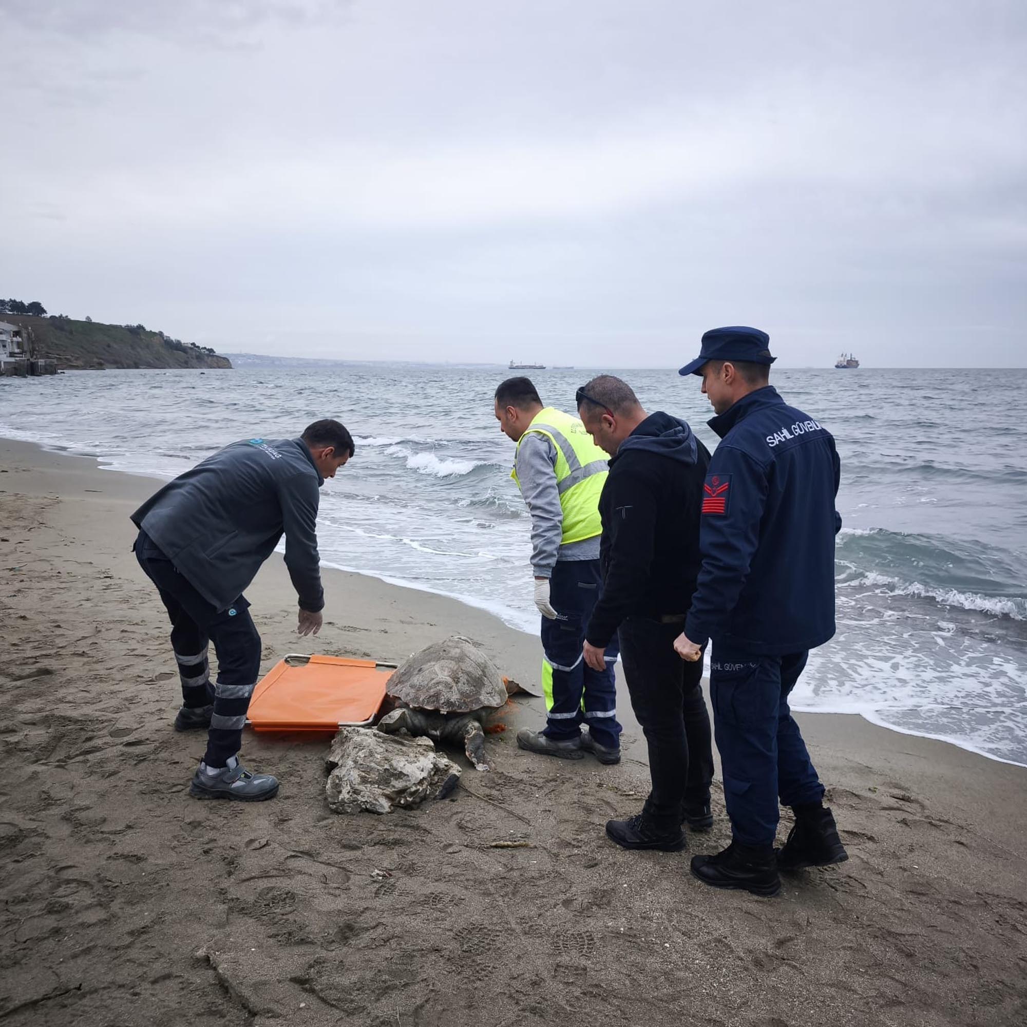 Tekirdağ'da Bulunan Ölü Caretta Caretta, Yetkililere Bildirildi