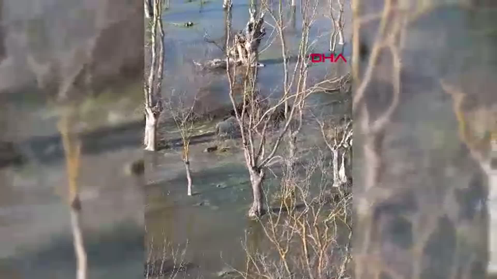 Kızılırmak Deltası’nda Yılkı Atları Dronla Görüntülendi