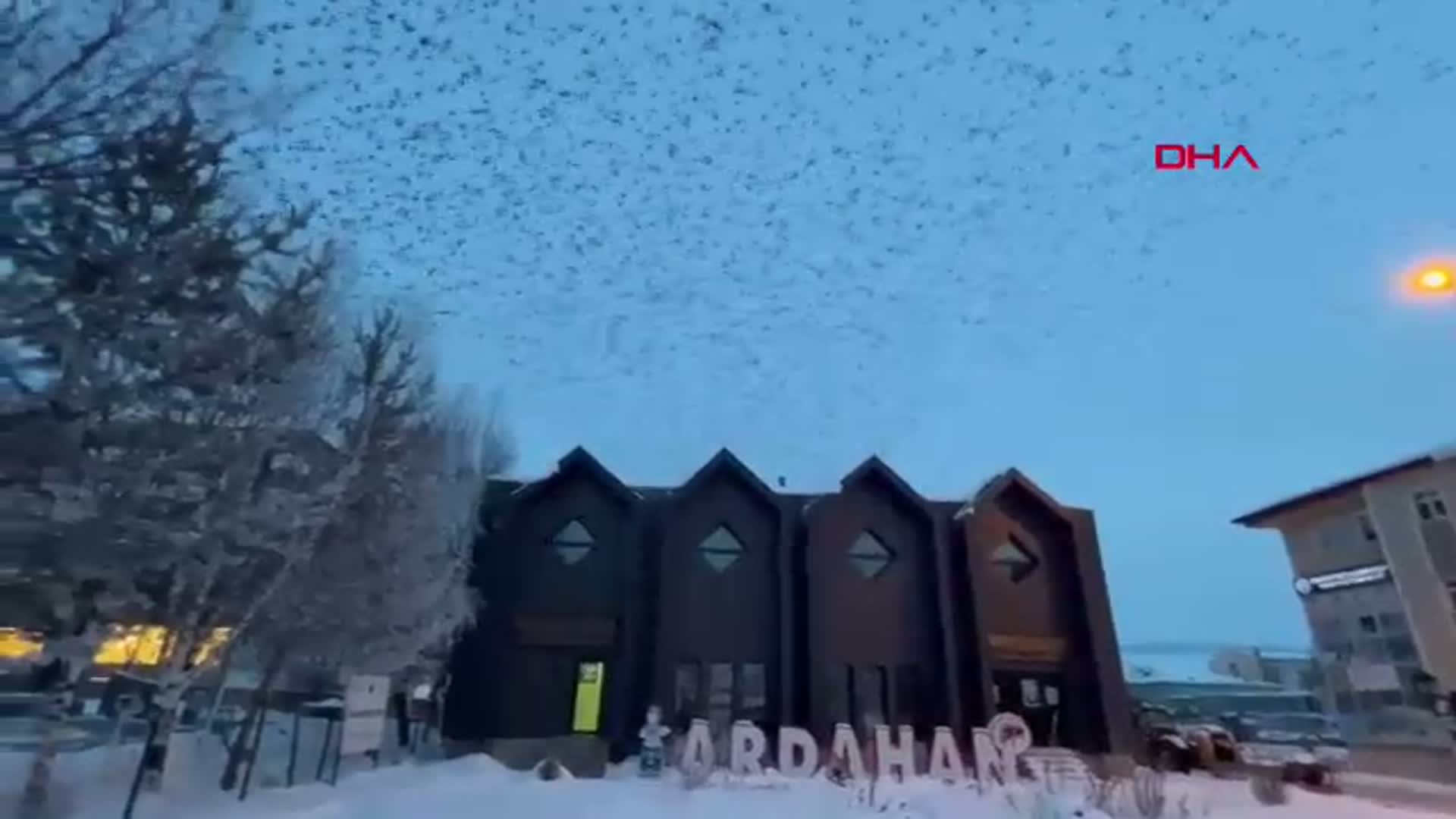 Ardahan'da Binlerce Karga Havayı Kapladı