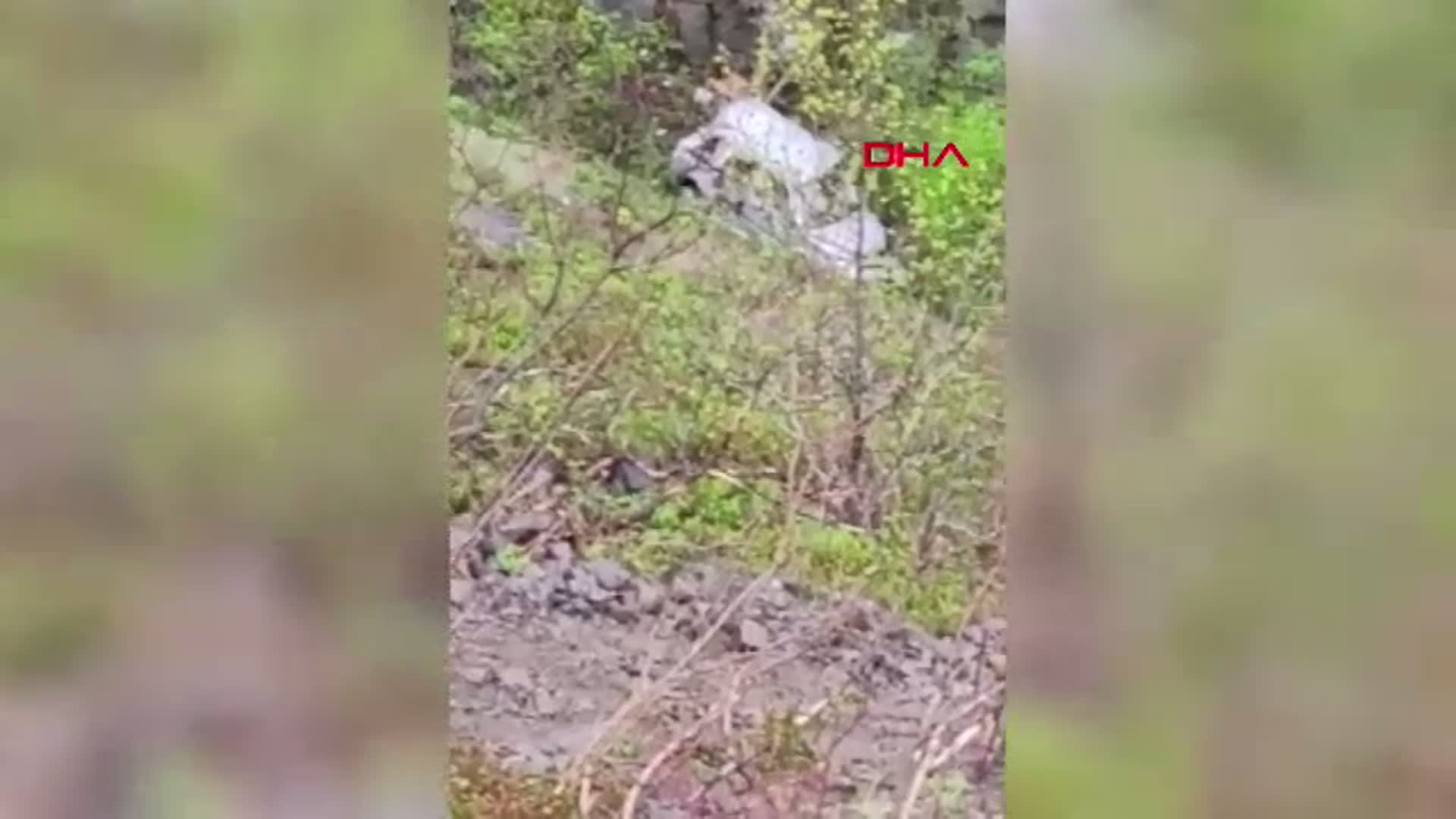 Artvin'de Uçuruma Yuvarlanan Araçta Kritik Anlar: Sürücü ve Kurtarma Görevlisi Hastaneye Kaldırıldı