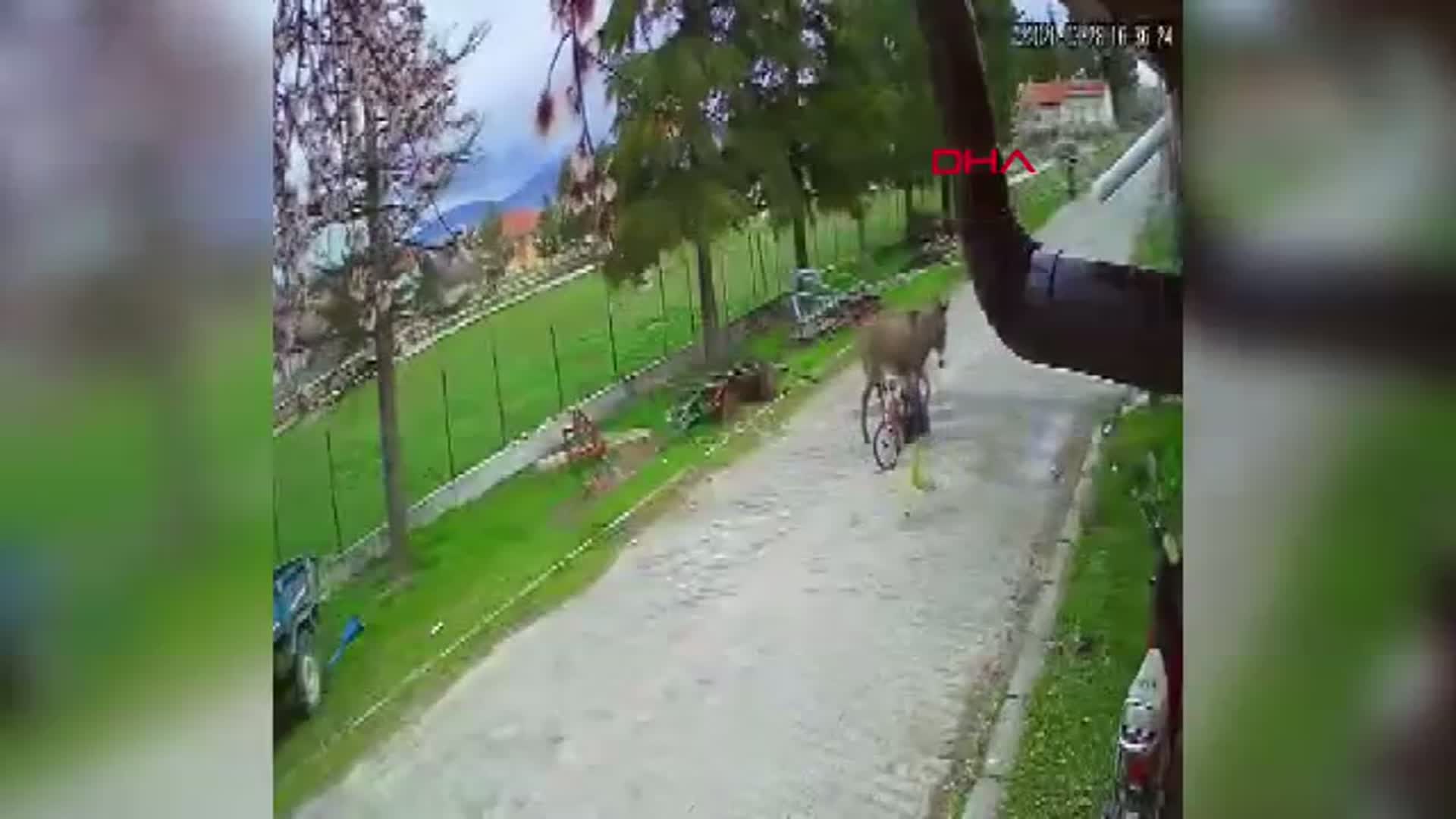 Afyonkarahisar'da Çocuğa Eşek Saldırısı Anbean Kaydedildi