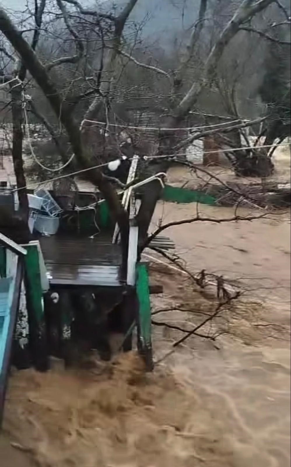 Yalova'da Sağanak Yağış Dereleri Taşırdı, 5 Büyükbaş Hayvan Hayatını Kaybetti
