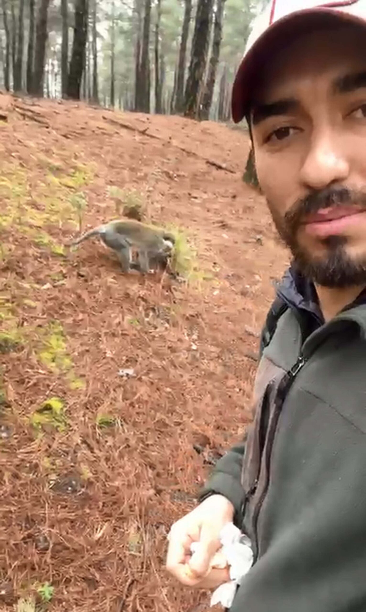 Mantar Toplarken Maymunla Karşılaşan Adamın İlginç Anları