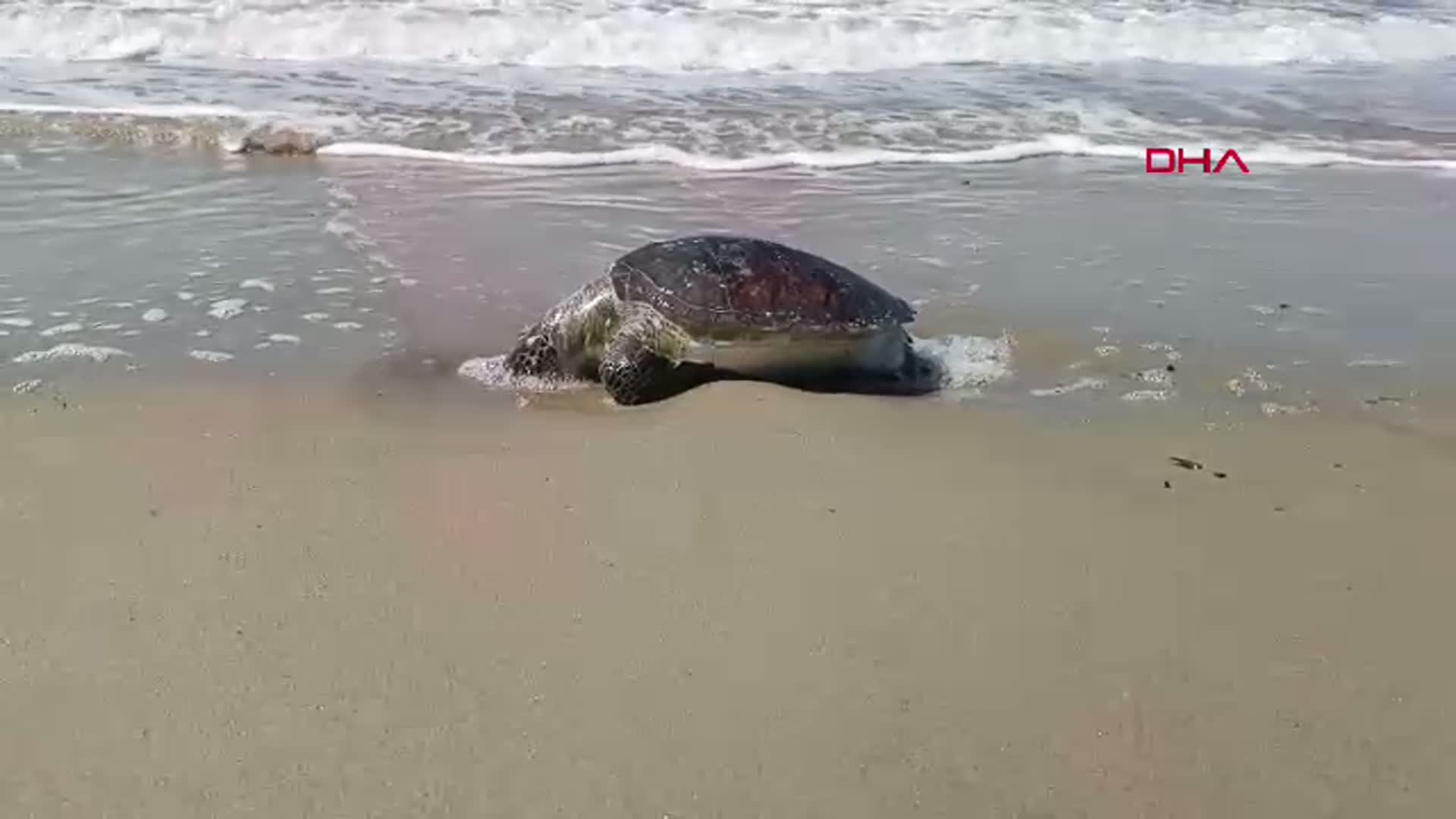 Kuşadası'nda Ölü Deniz Kaplumbağası Sayısı 8'e Ulaştı