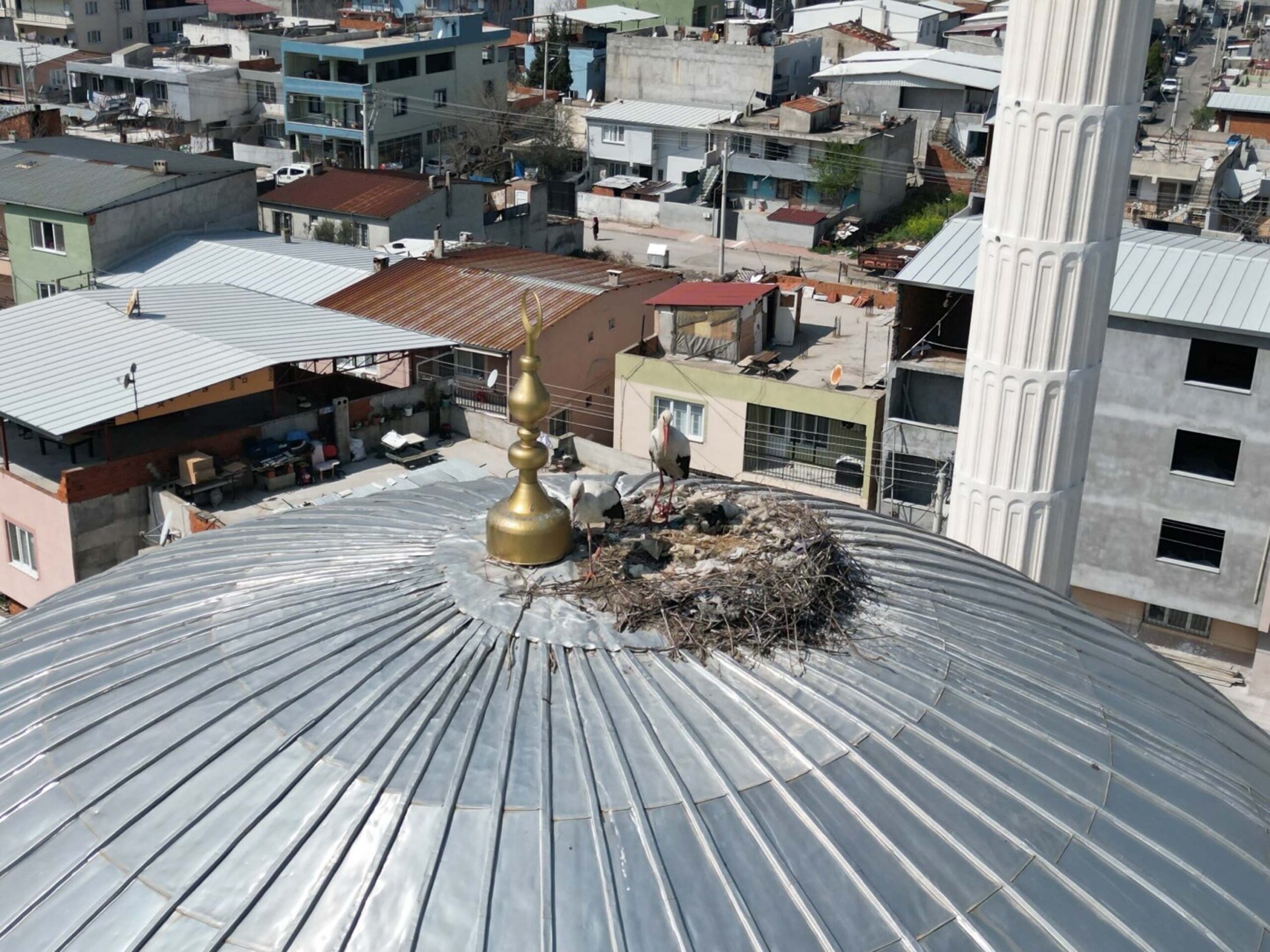 Leylek Çiftinin 6 Yıllık Hikayesi: Manisa'da Bir Camide Yuvalandılar