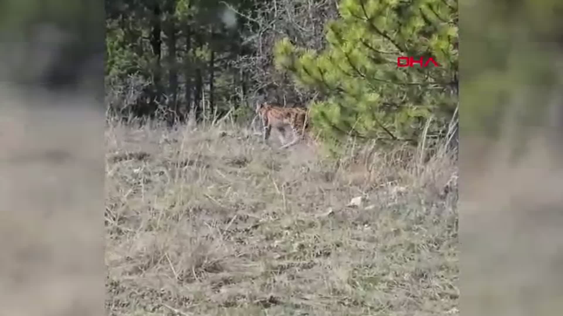 Kastamonu'da Vaşak Anları Kamera ile Kaydedildi