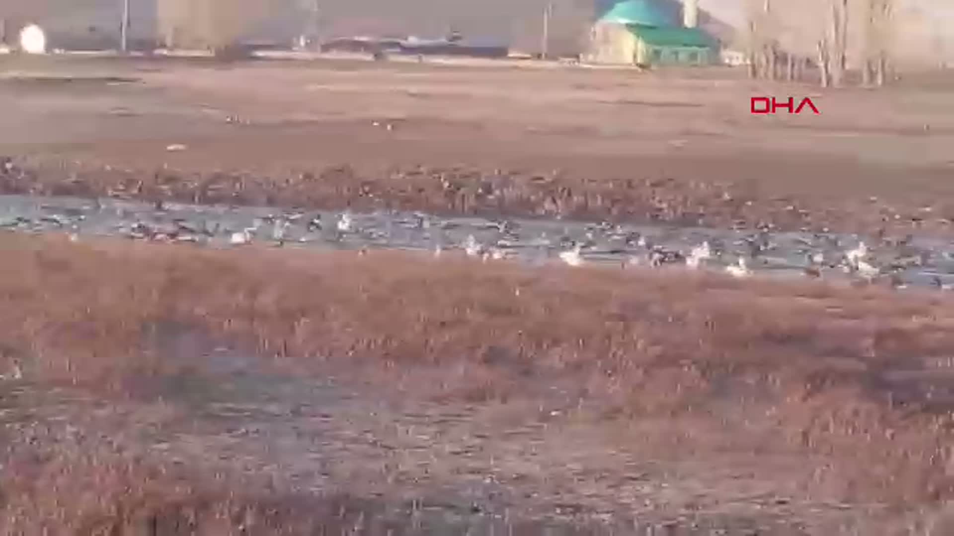 Küçük Aküzüm Köyü, Baharın Gelişiyle Göçmen Kuşları Ağırlıyor