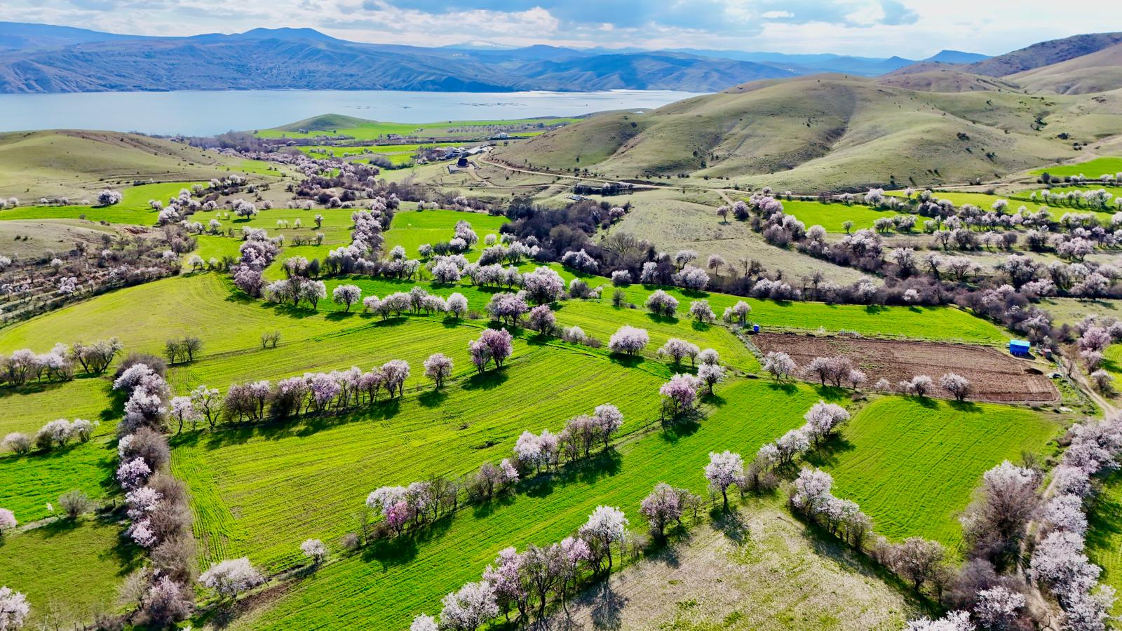 Tunceli'de Bahar Müjdecisi Bademler Çiçek Açtı