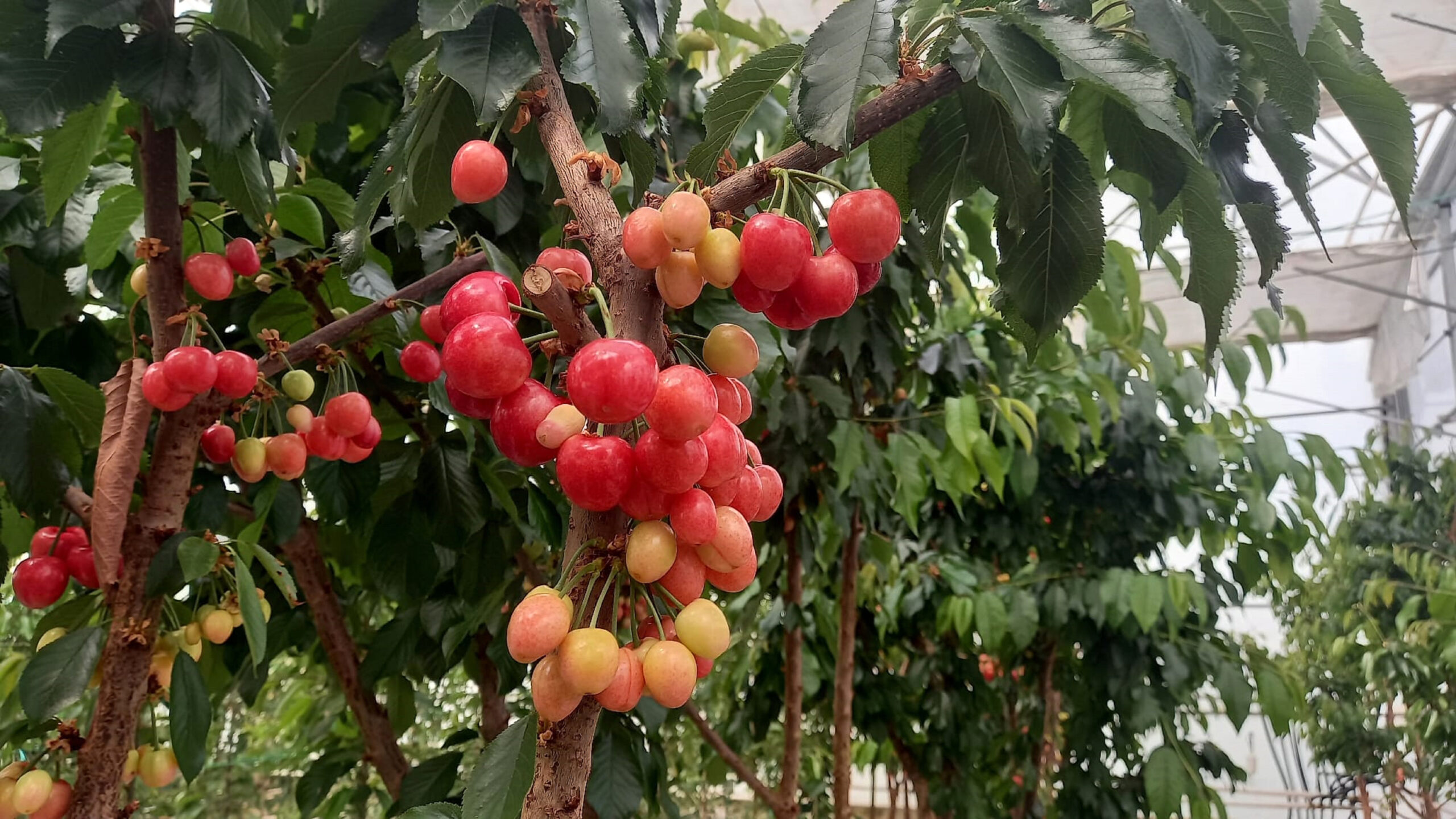 Jeotermal Enerji ile Erken Kiraz Hasadı Başladı