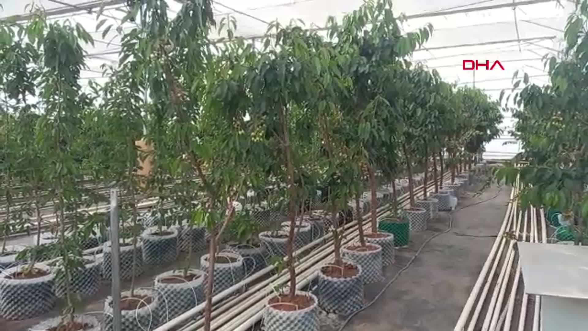 Afyonkarahisar'da Jeotermal Serada İlk Kiraz Hasadı Gerçekleşti