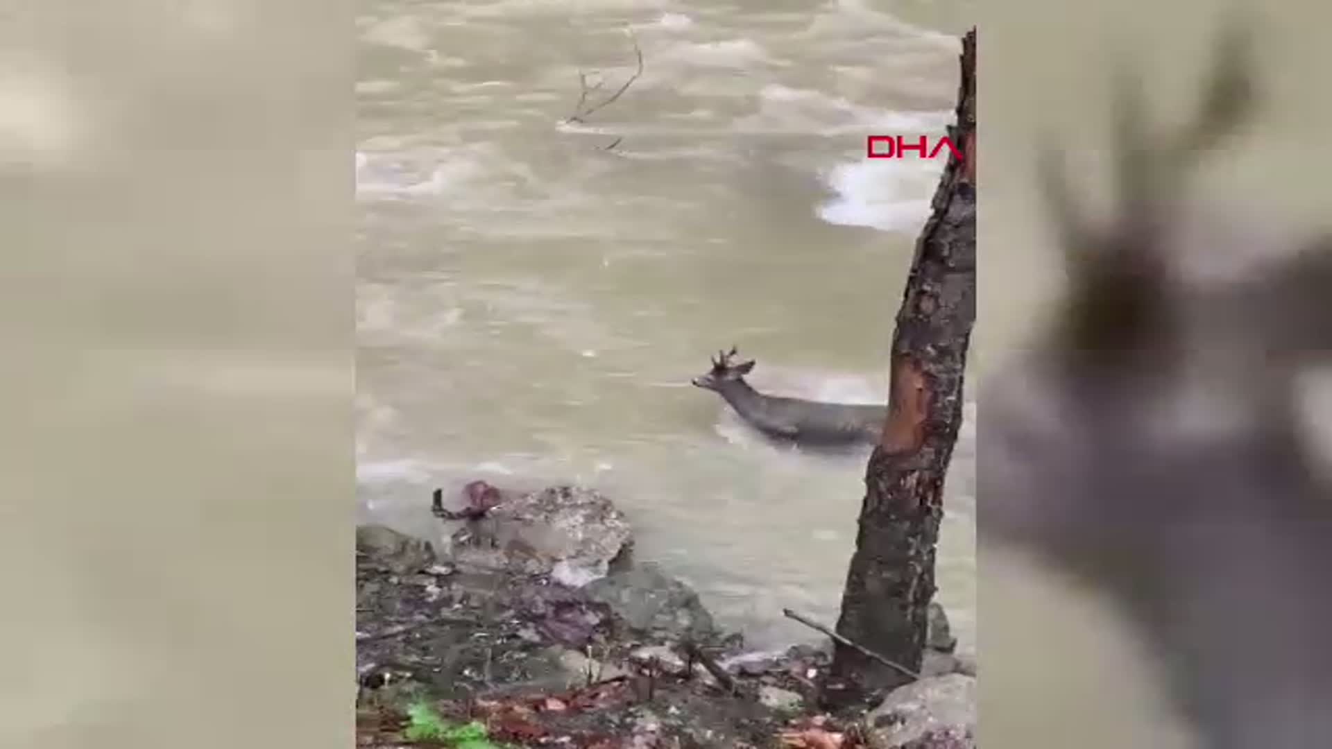 Kastamonu'da Zorlu Çay Geçişi: Karaca Kamera Karşısında