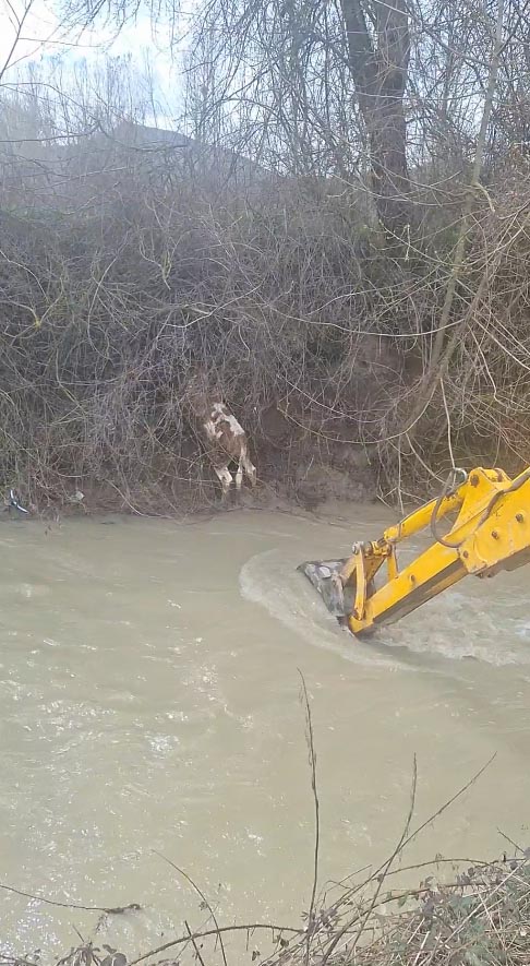Mudurnu'da Dereye Düşen Buzağı, Köylülerin Yardımıyla Kurtarıldı