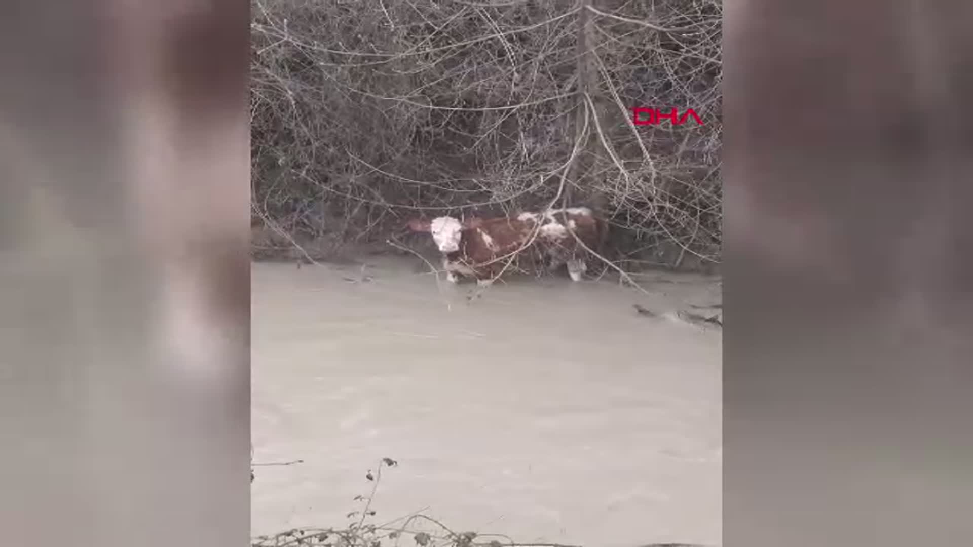Bolu'da Dereye Düşen Buzağı, Köylüler Tarafından Kurtarıldı