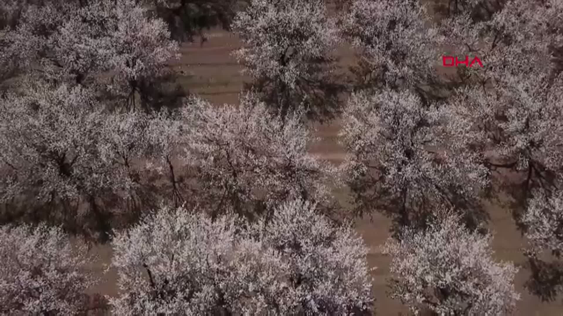 Iğdır Ovası'nda Kayısı Ağaçları Çiçek Açtı, Beyaz Gelinliğiyle Büyüledi