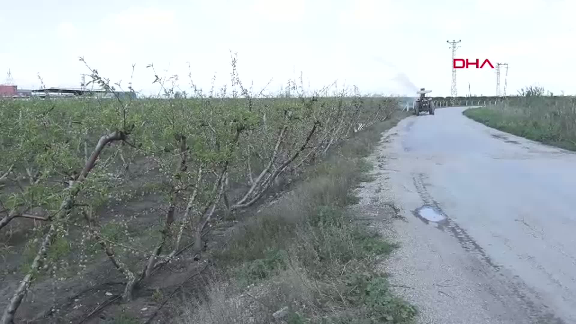 Kışın Zorluklarına Rağmen Çukurova'da Meyve Olgunluğu