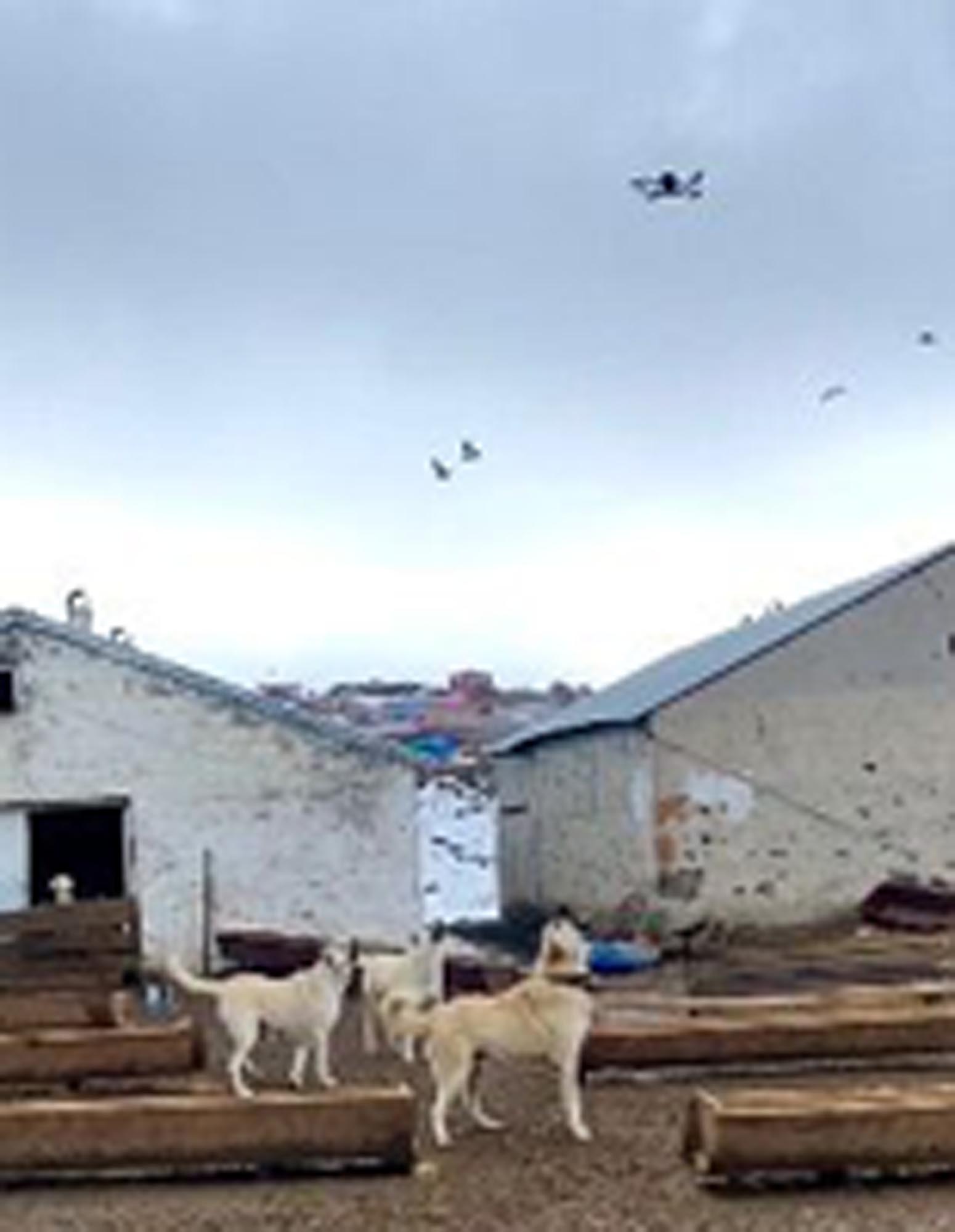 Çoban Köpeklerinin Dronaya İlginç Tepkisi Kameralara Yansıdı