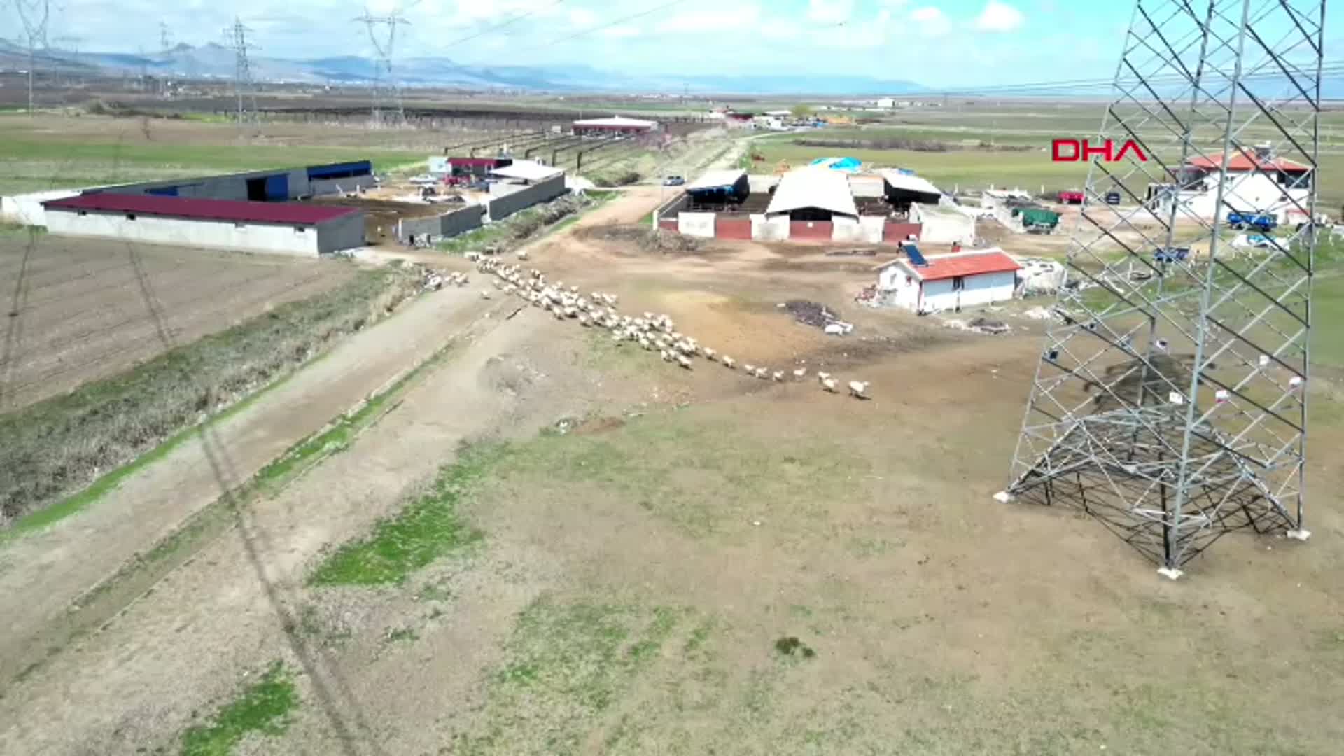 Kayseri'de 200 Kuzu Annesiyle Kavuşturuldu: Dron Kamerasında Gözüktü