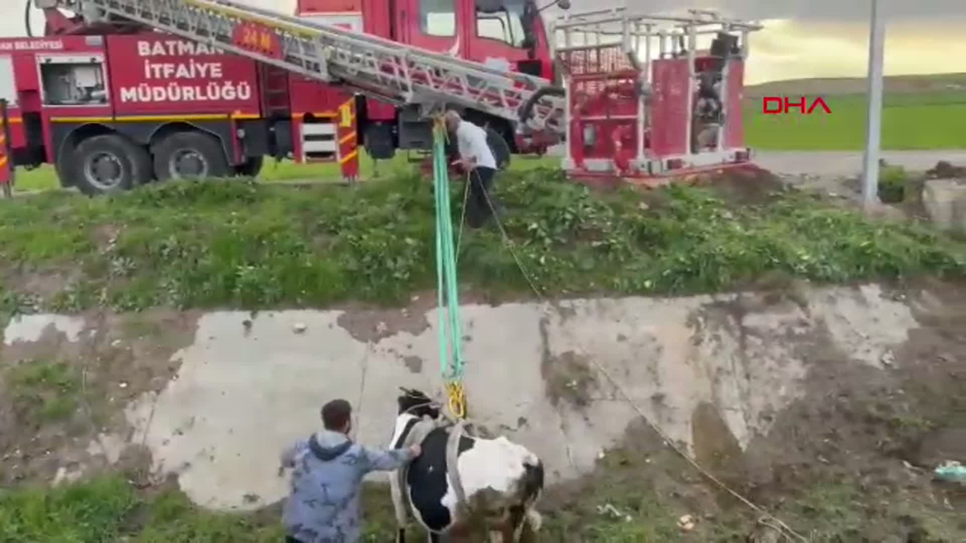 Batman'da kaybolan 2 inek, 2 kilometre uzaktan kurtarıldı