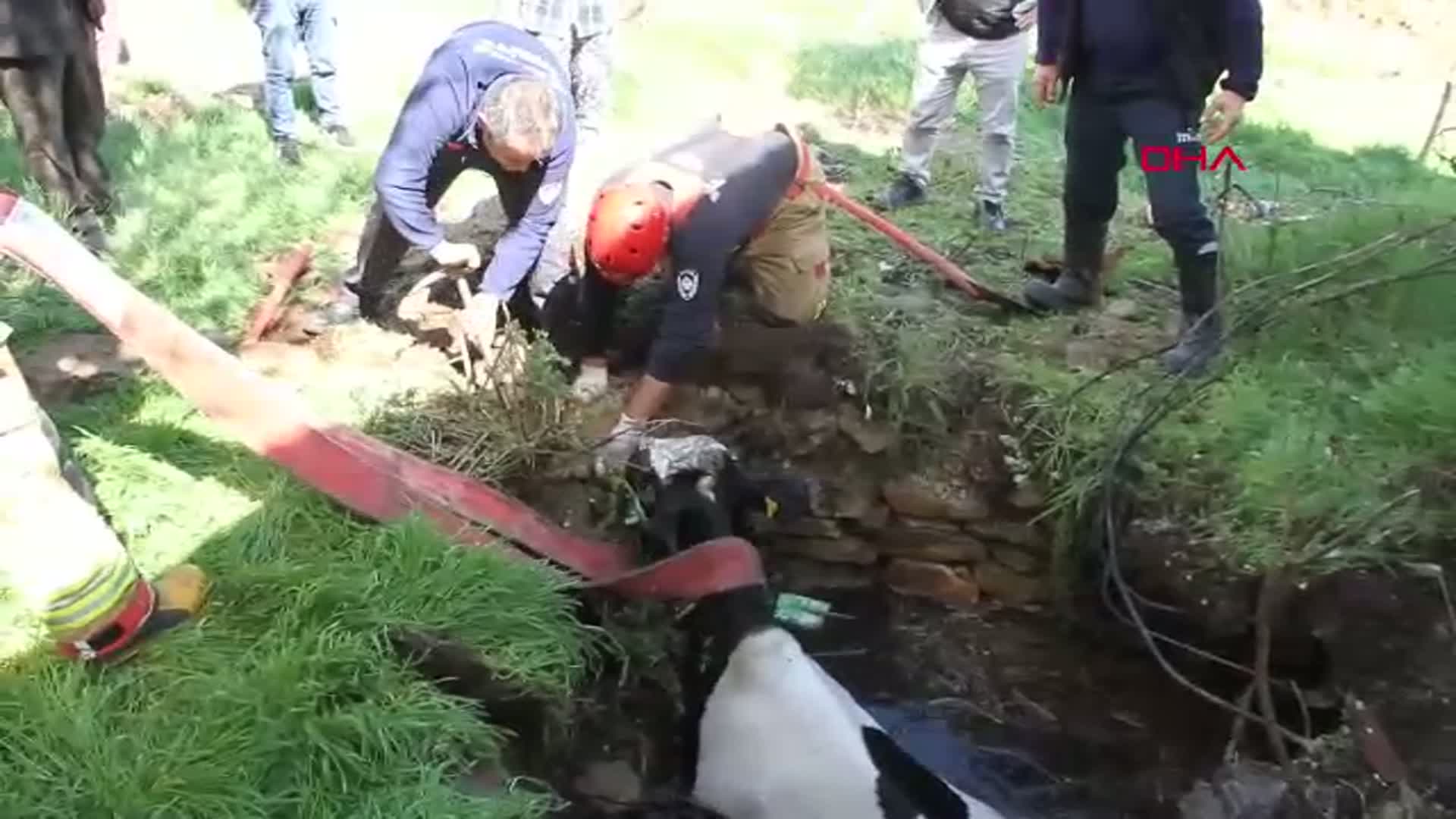 Manisa'da Kuyuya Düşen Gebe İnek Başarıyla Kurtarıldı