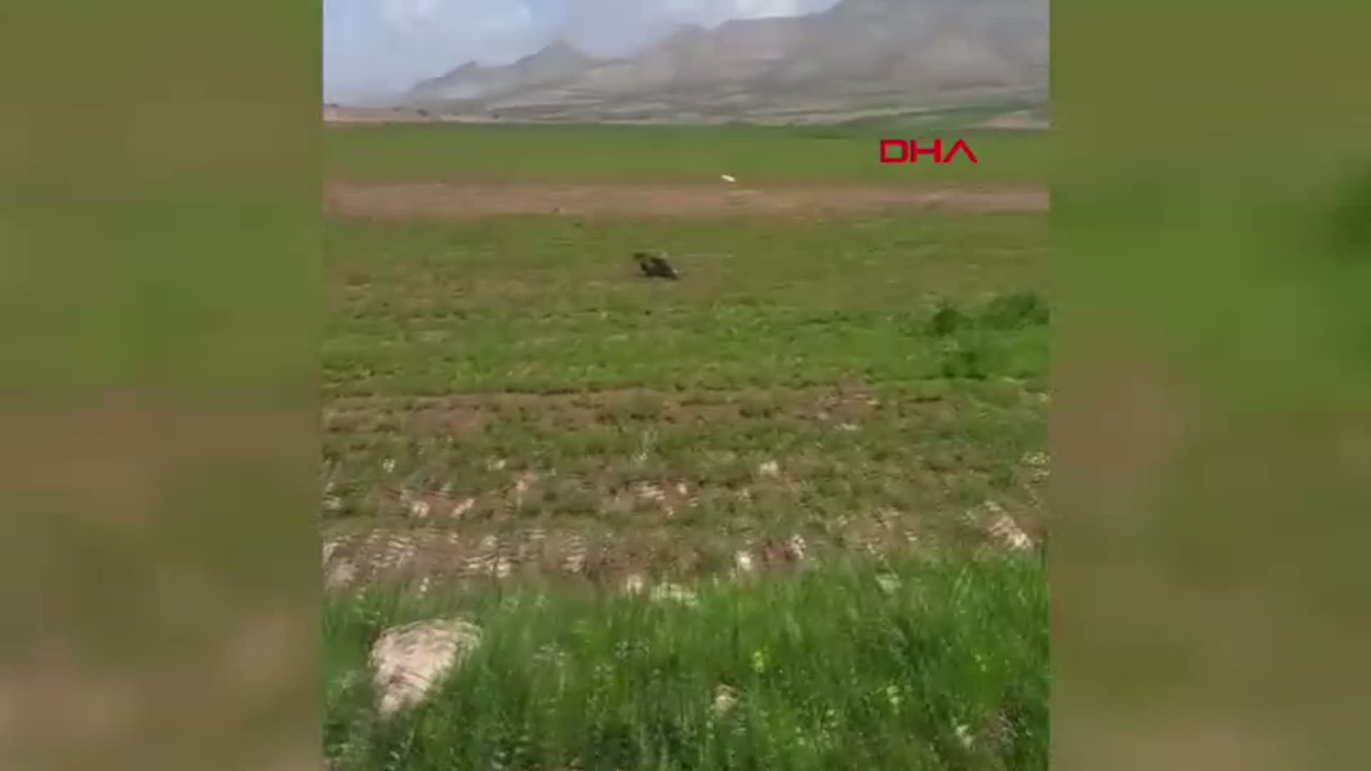 Batman'da Yaralı Kızıl Şahin Kurtarıldı