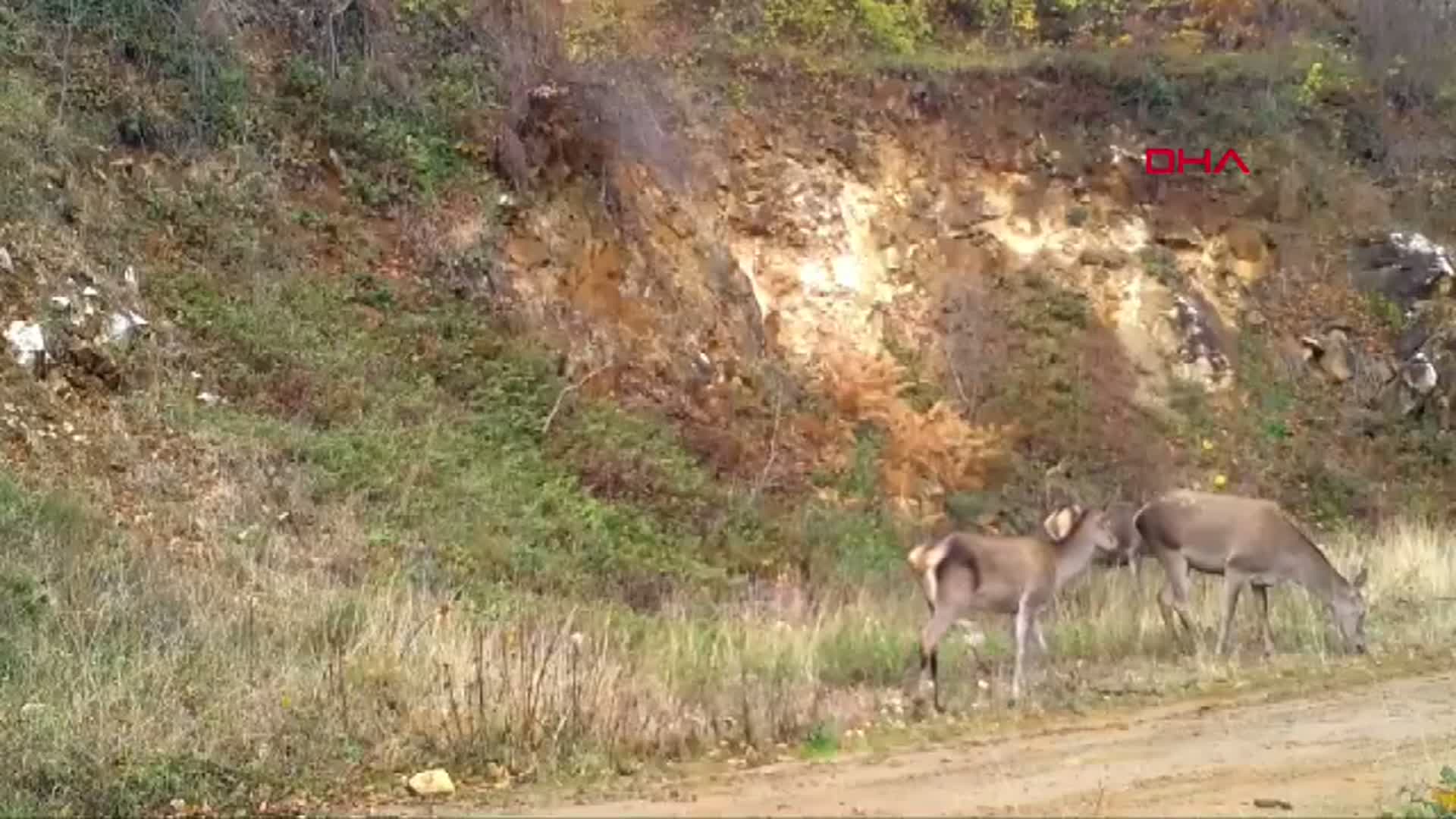 Bursa Ormanında Kızılgeyik Sürüsü Fotokapanla Yakalandı