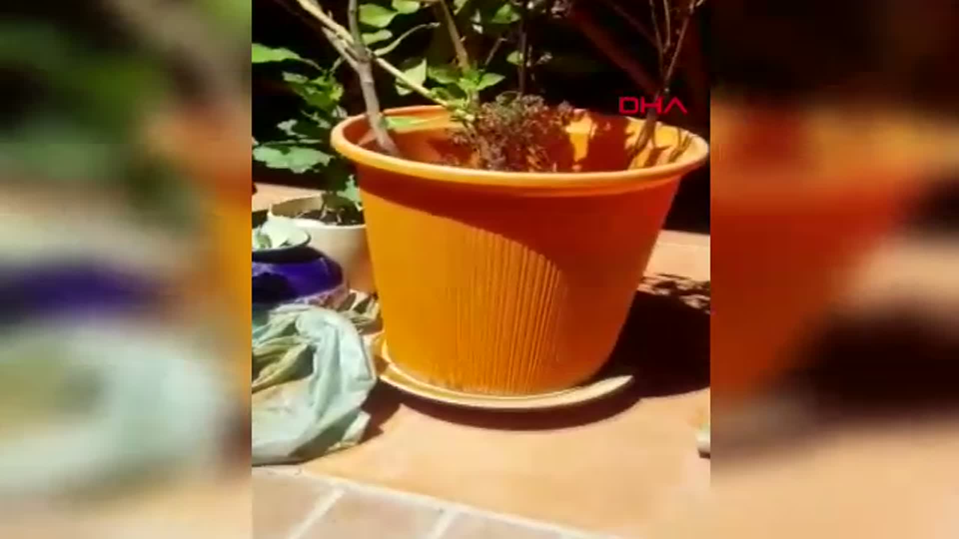 Antalya'da Yağışlar Sivrisinek Tehdidini Artırdı